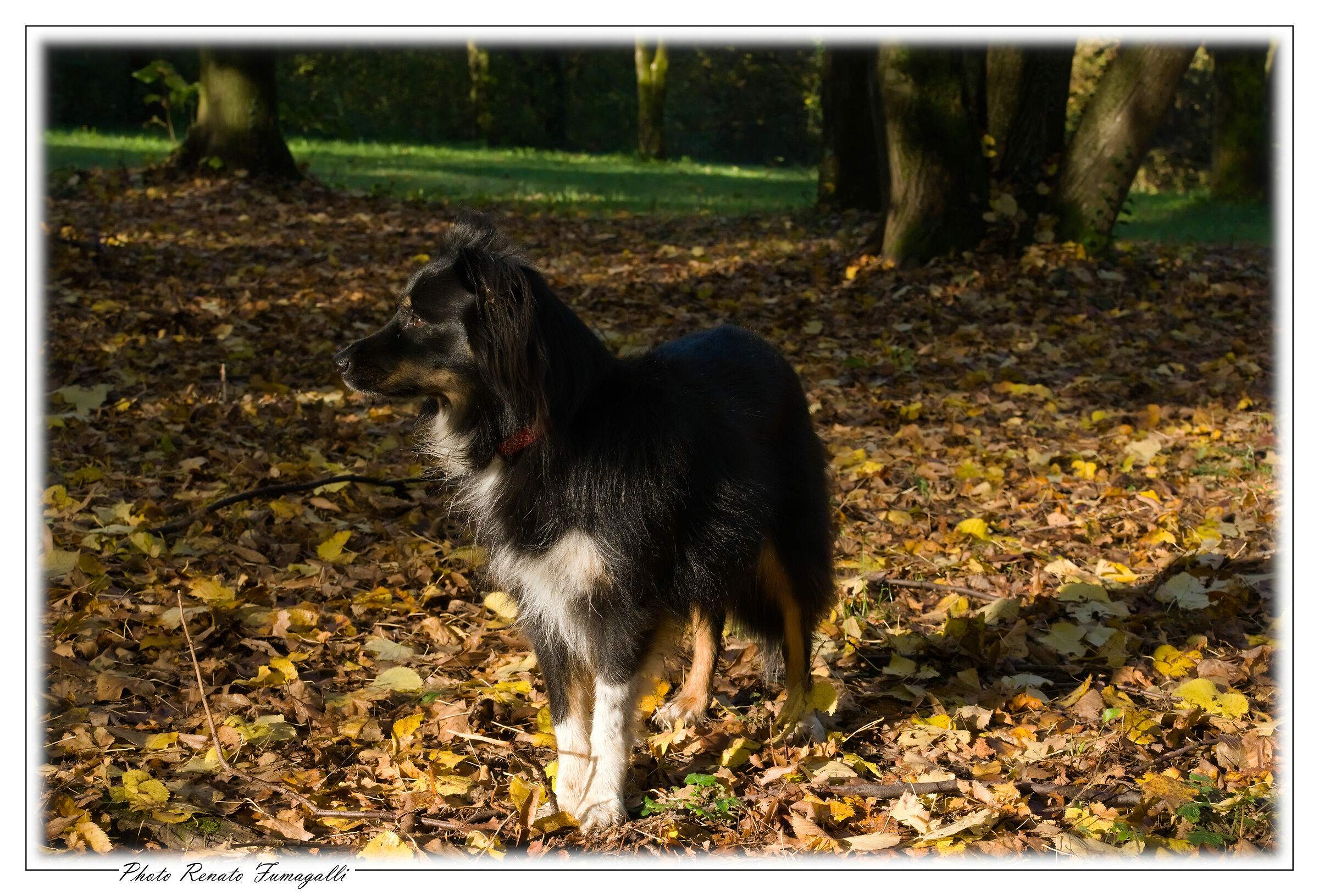 Black dog, or rather black cana, on foliage