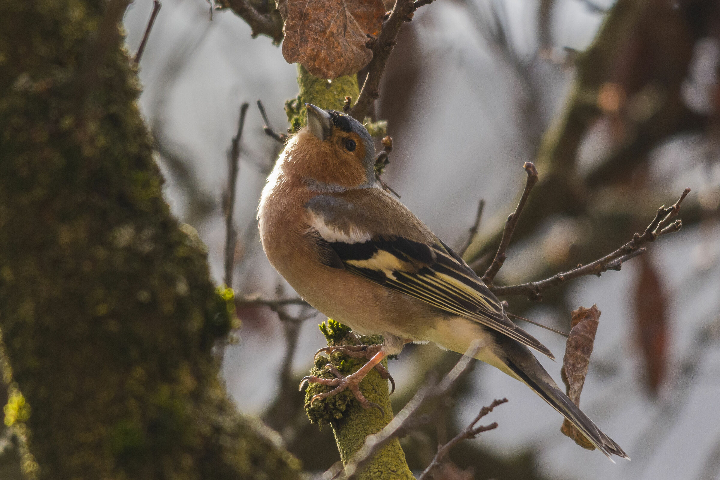 Male Chaffinch 2