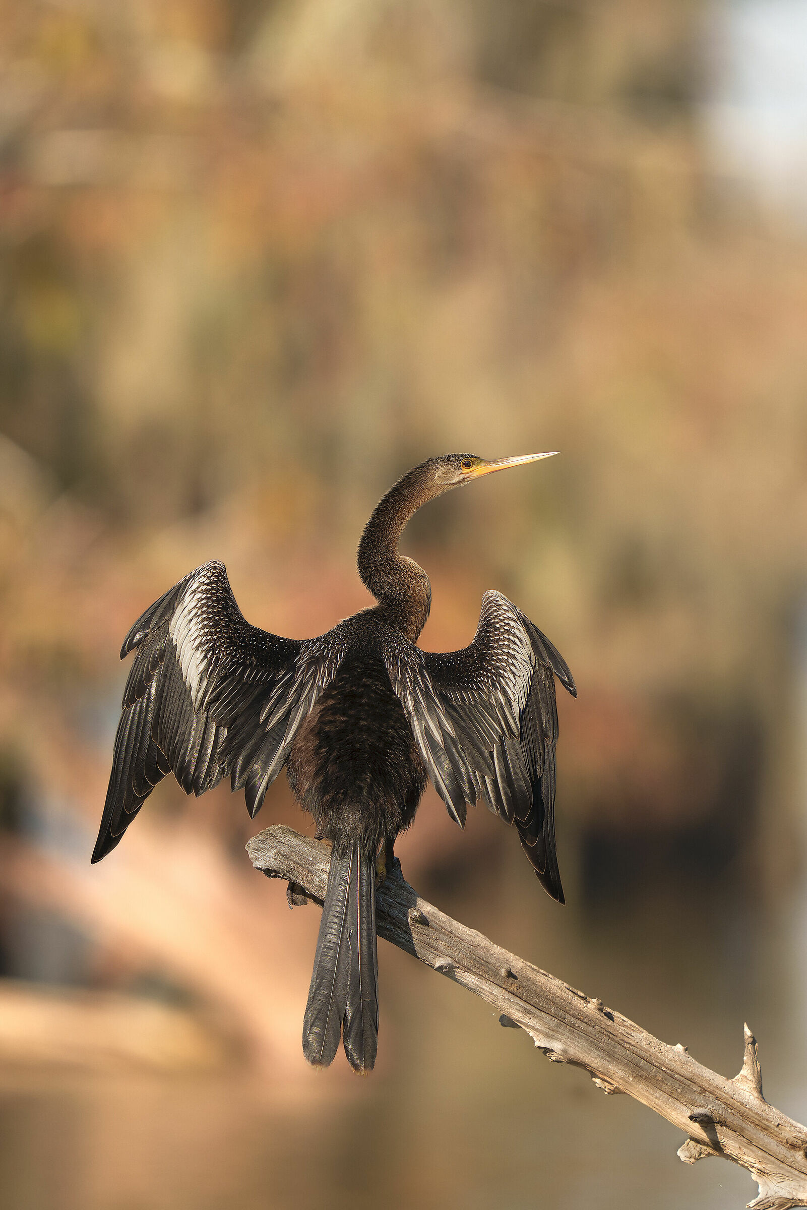 anhinga