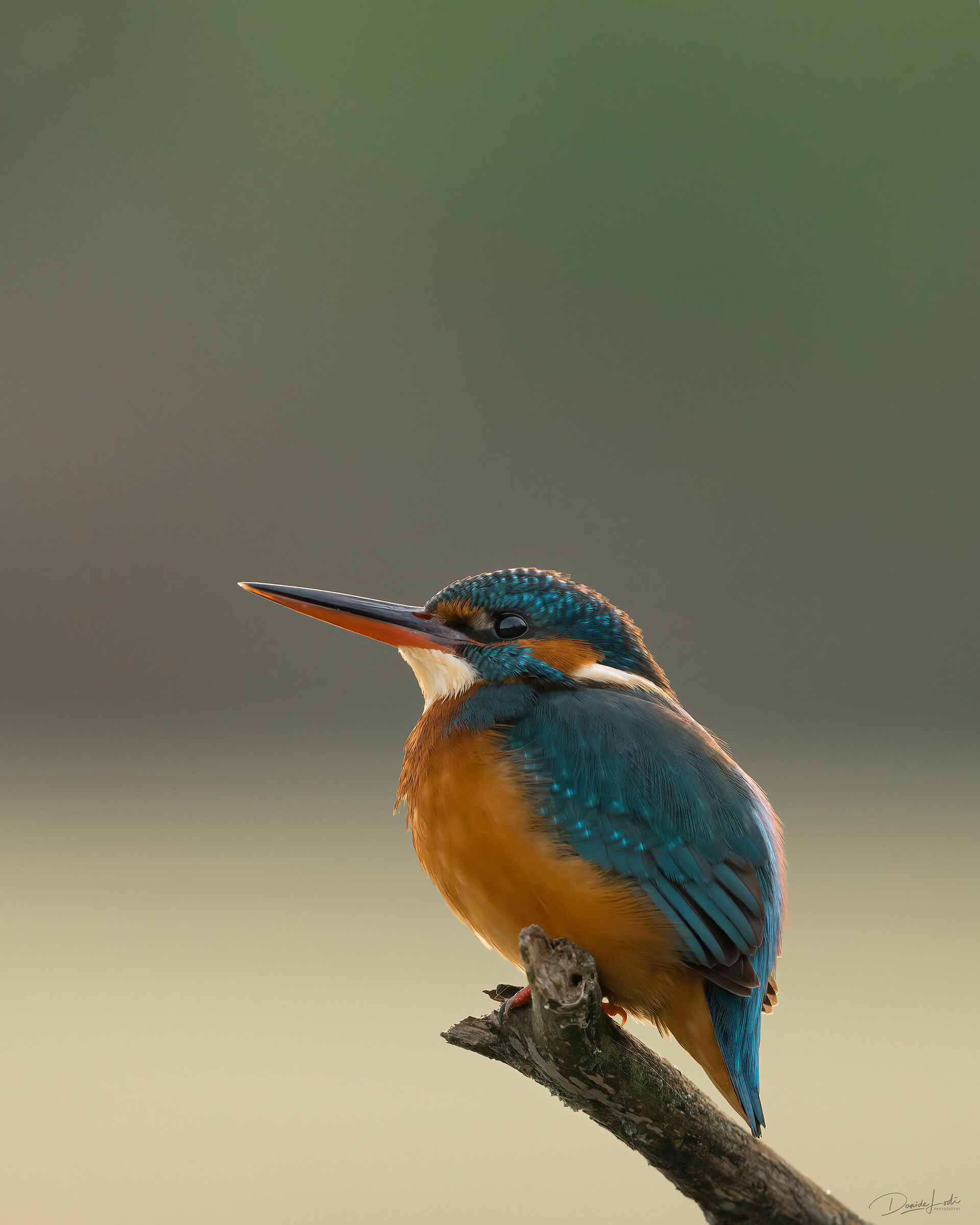 Kingfisher