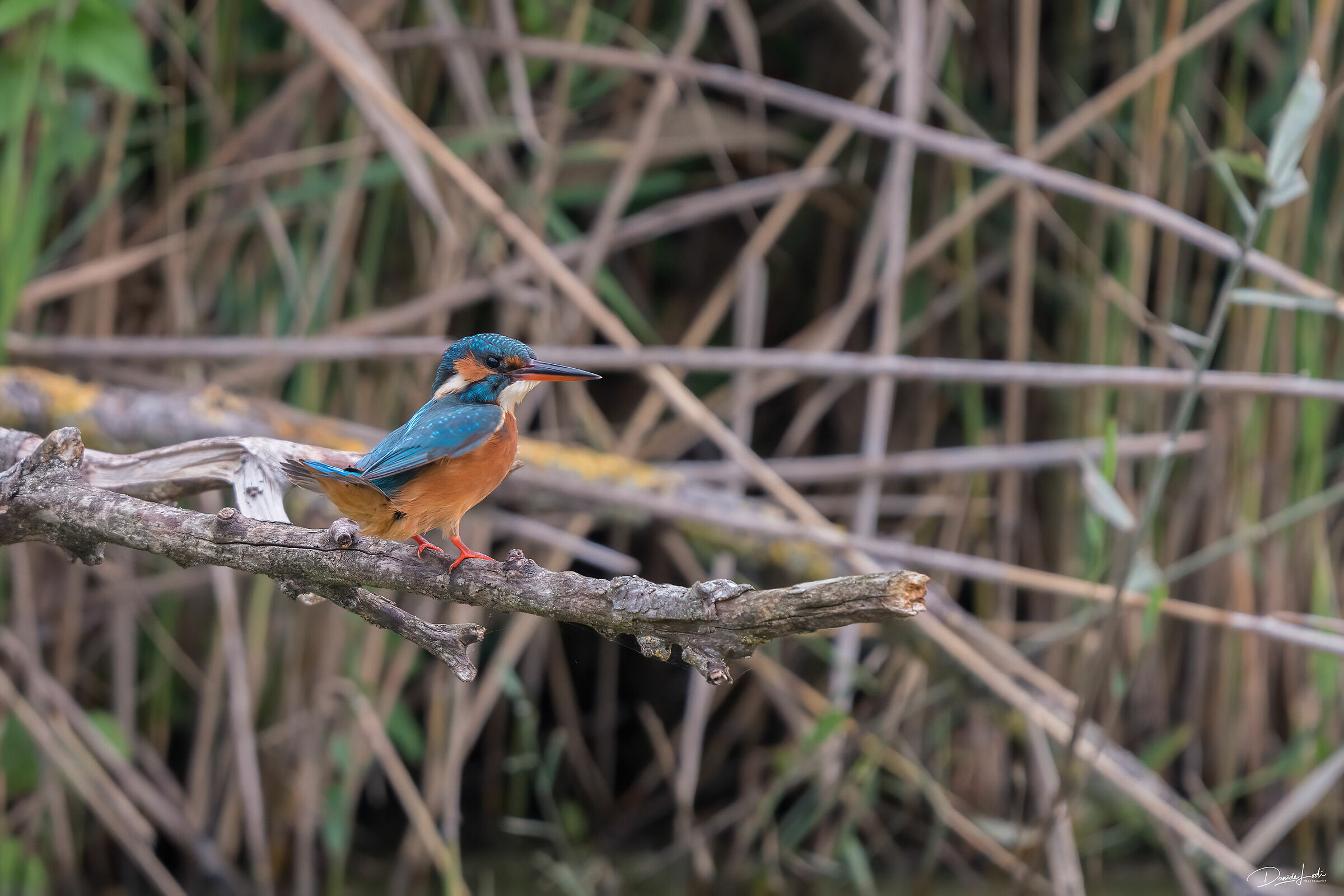 Kingfisher