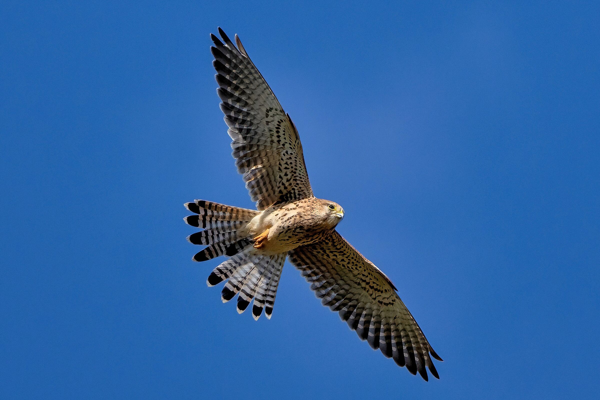 Kestrel (Falco tinnunculus)