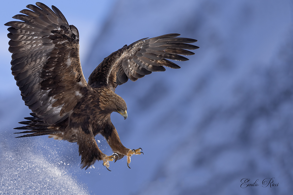 golden eagle Italian Alps