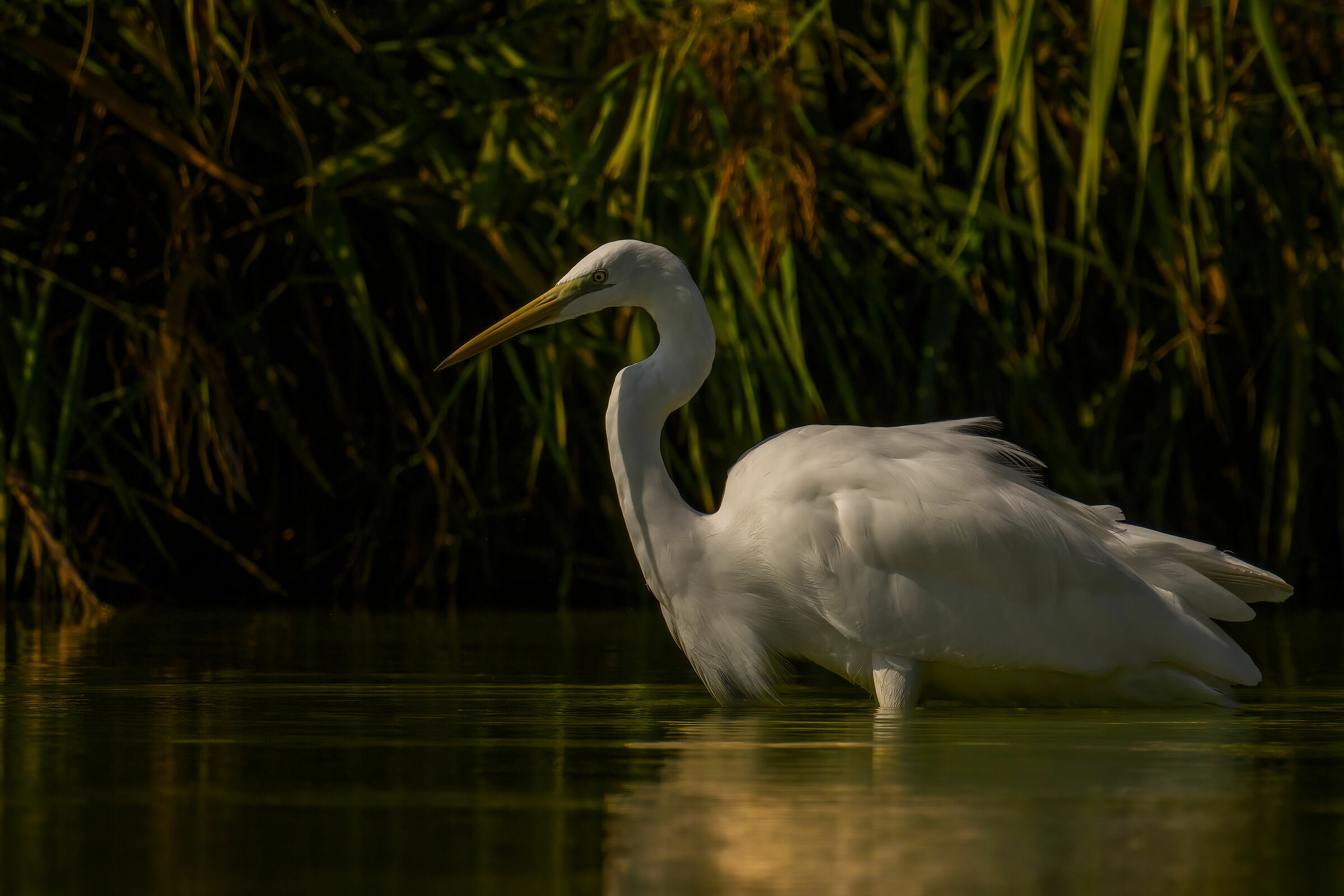 Airone bianco maggiore all'alba