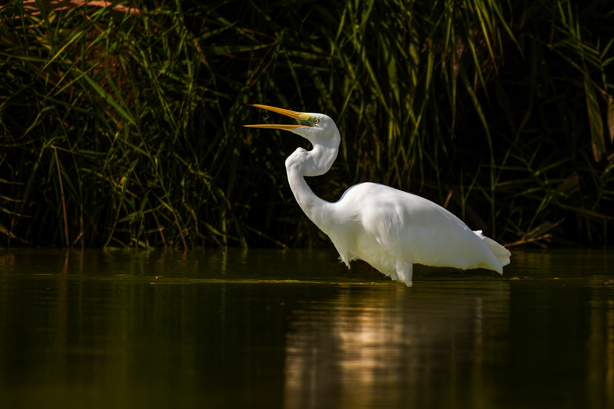 Airone bianco maggiore all'alba