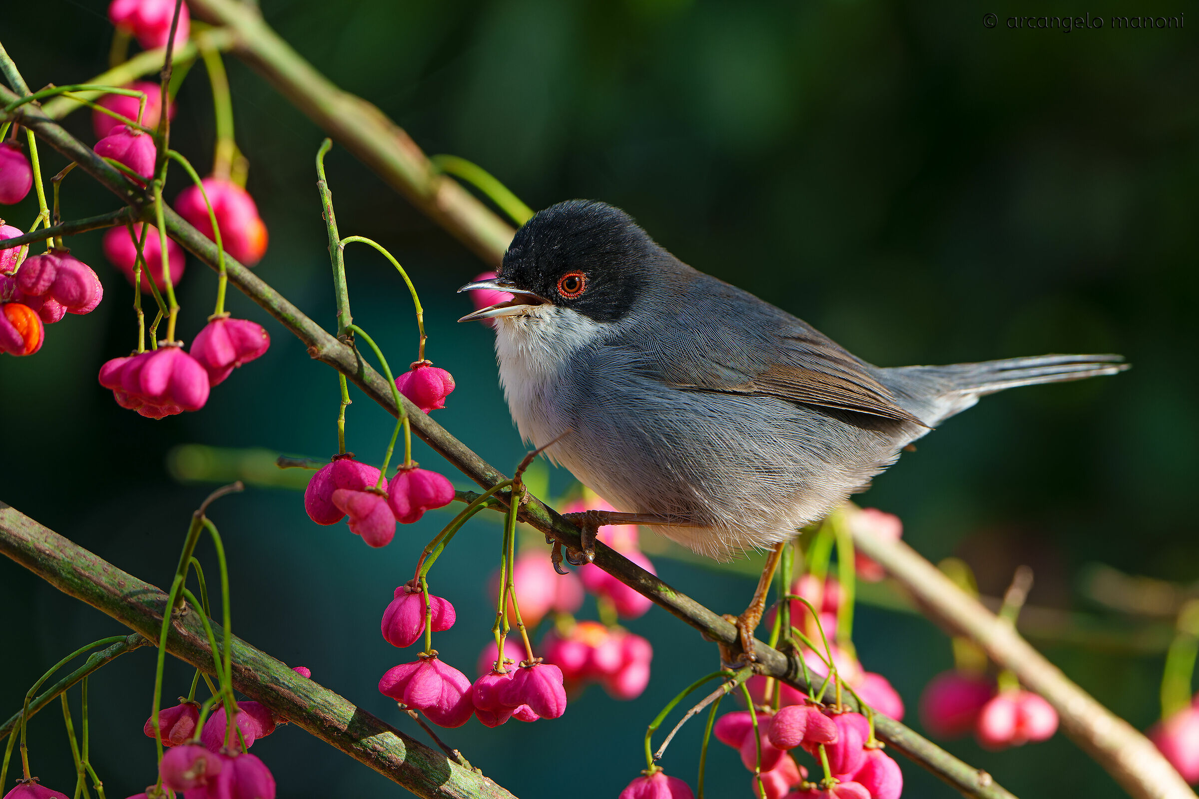 Occhiocotto among the berries