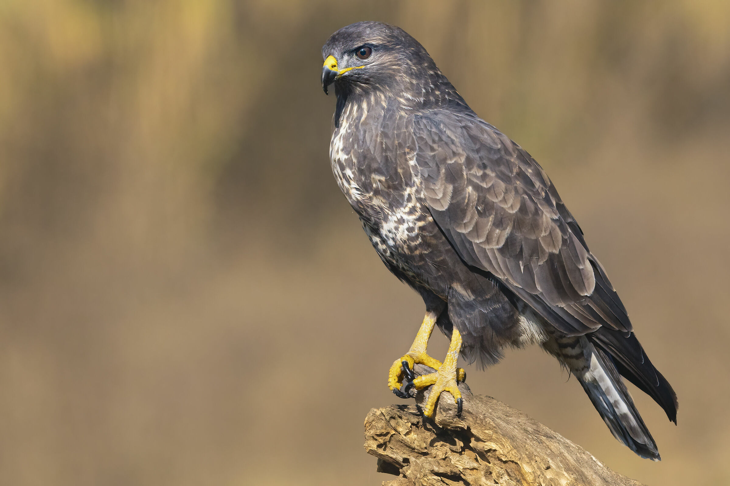 alla poiana piace l'autunno
