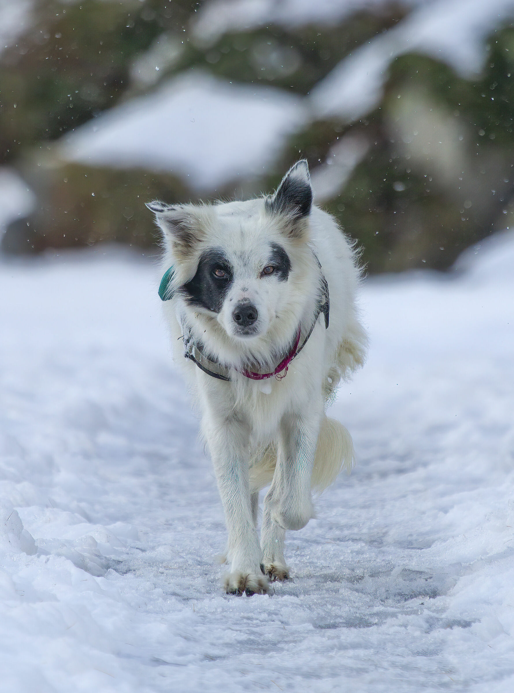 Sotto una leggera nevicata...
