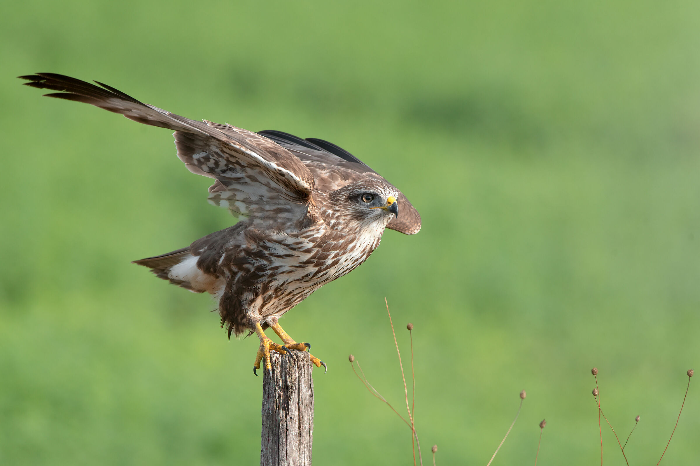 Poiana / Common buzzard (October 2023 - Tuscany)