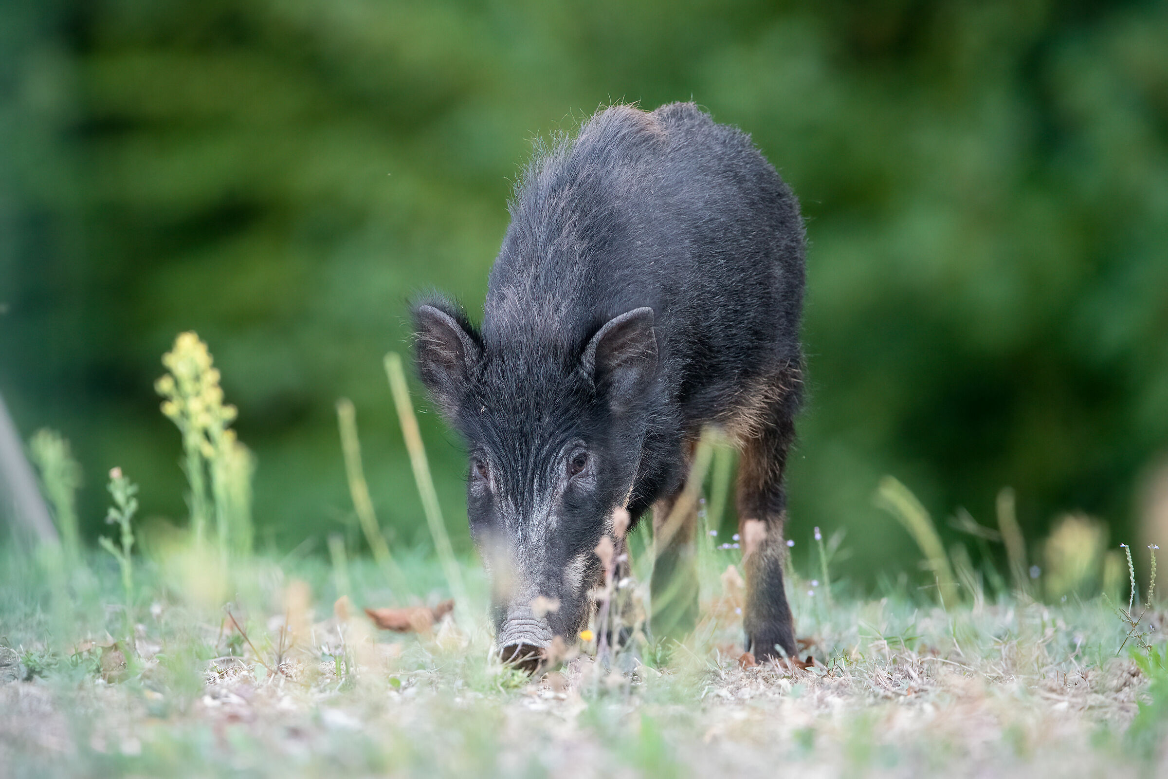 Wild boar