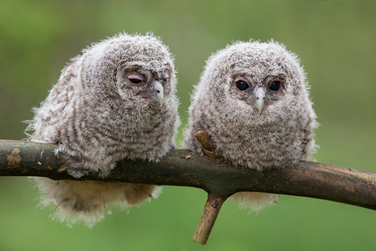 come palline di polvere