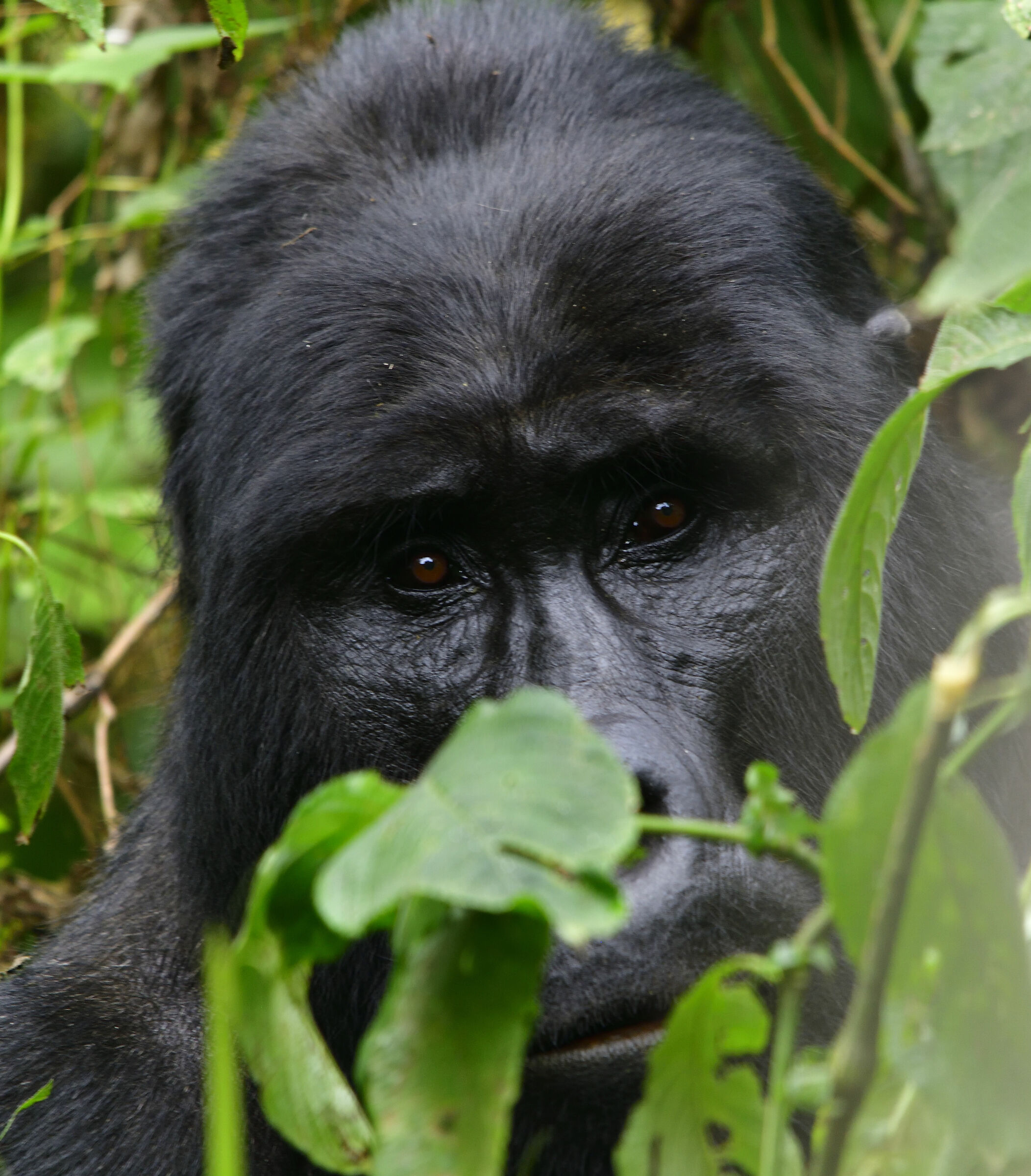 Silverback