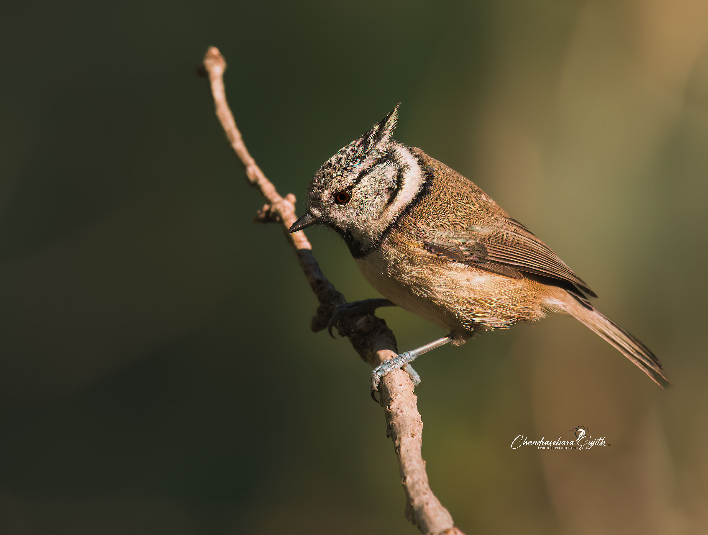 Crested Tit