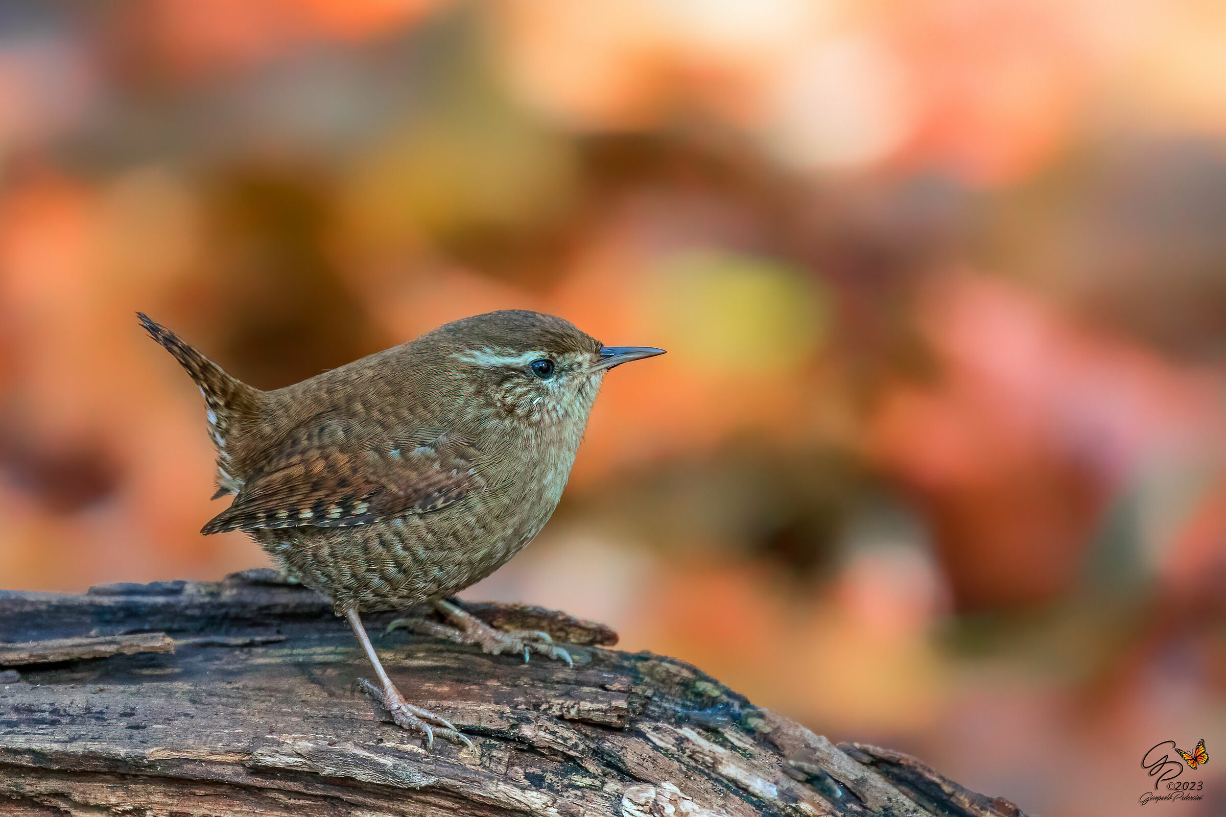 L'autunno con i suoi colori è arrivato....