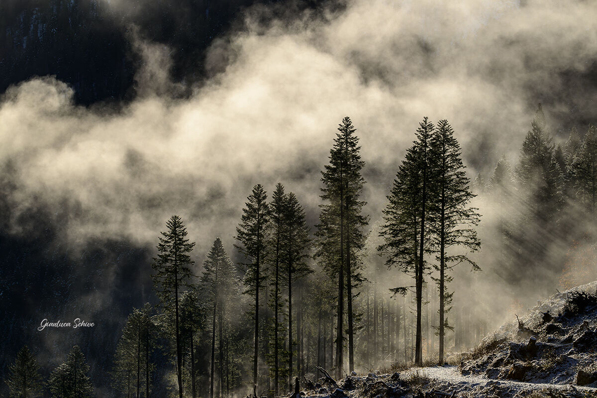 Nebbie nel bosco