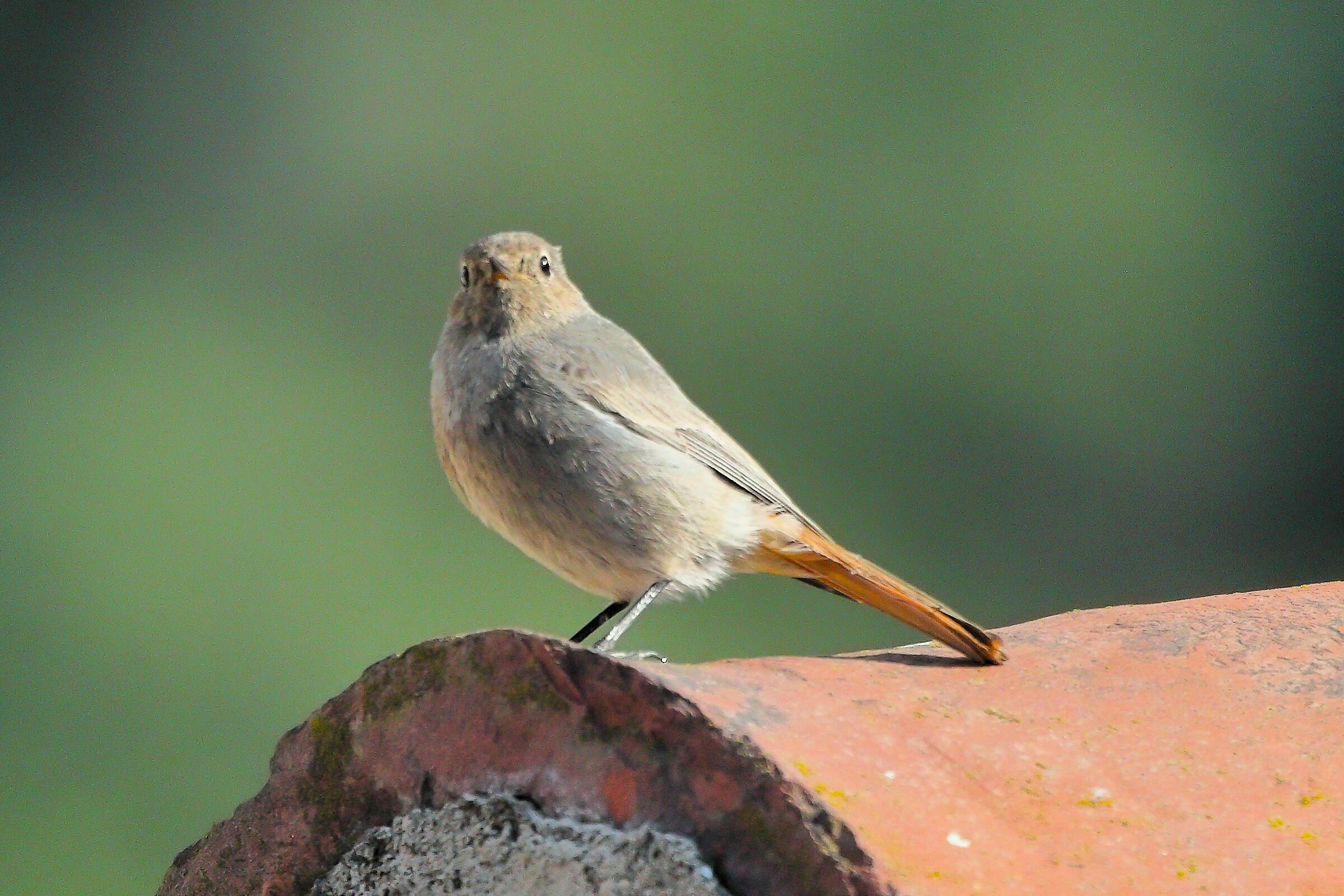 Redstart 01 June 2023
