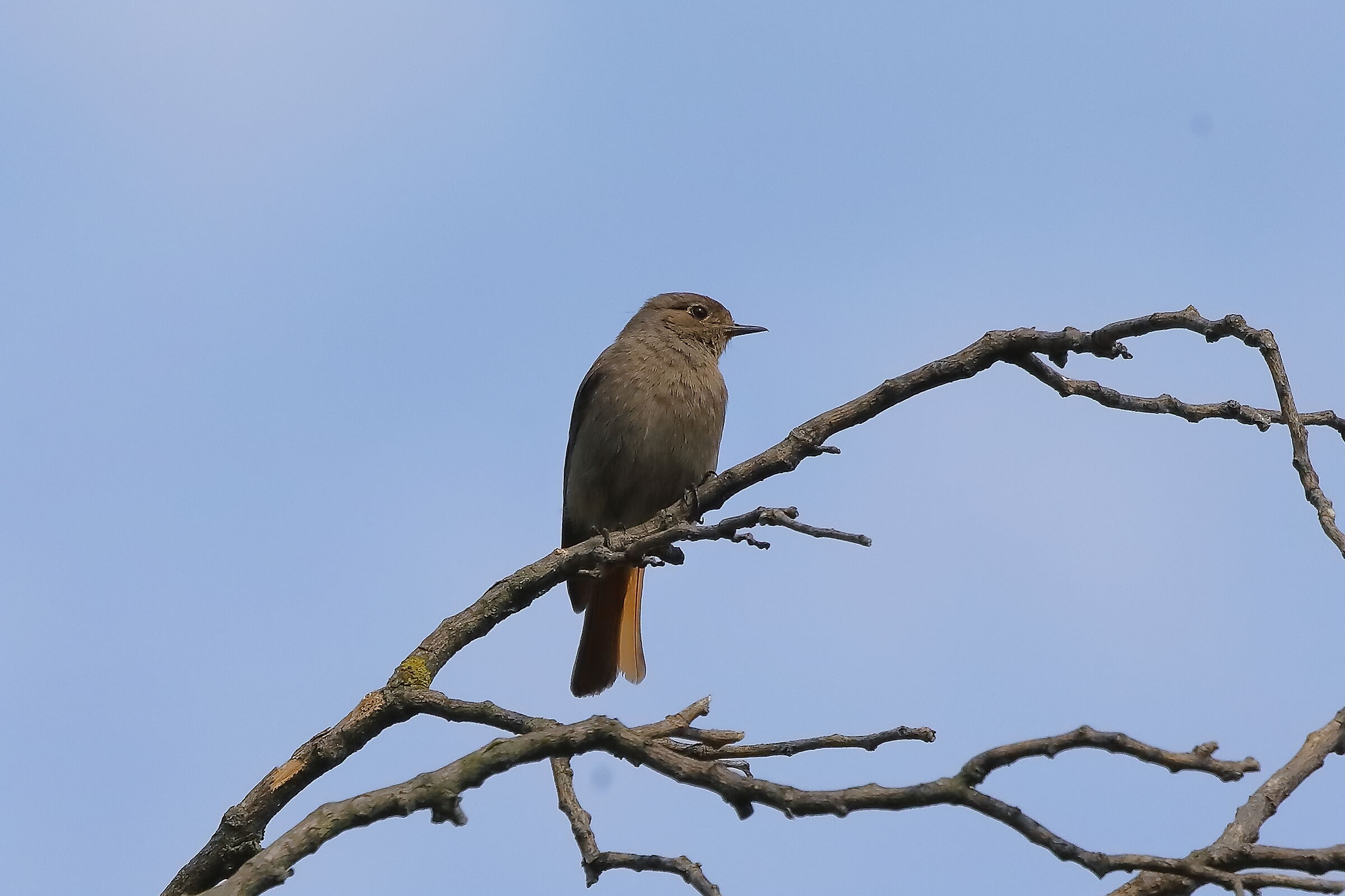 Redstart 04-06-2023