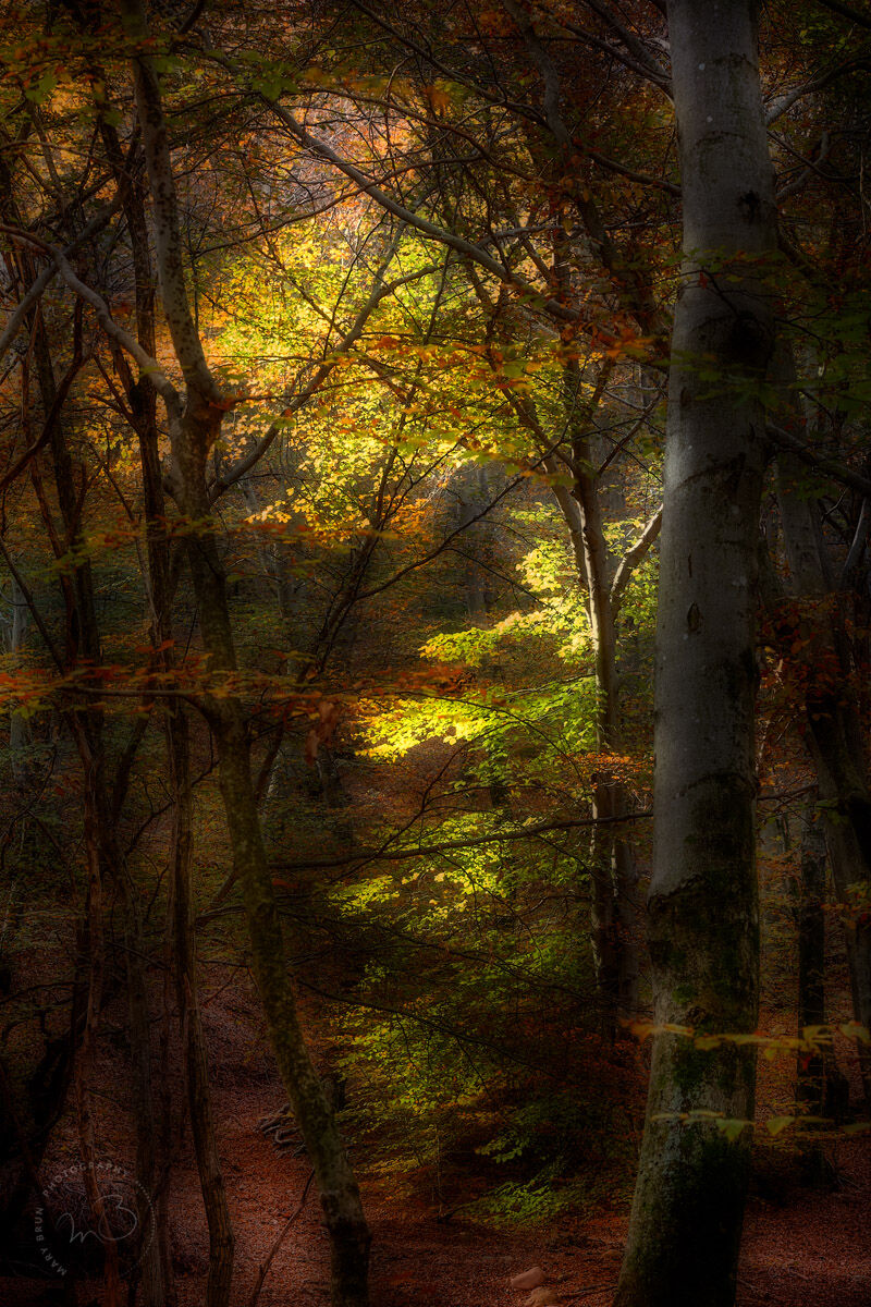 The breath of the trees