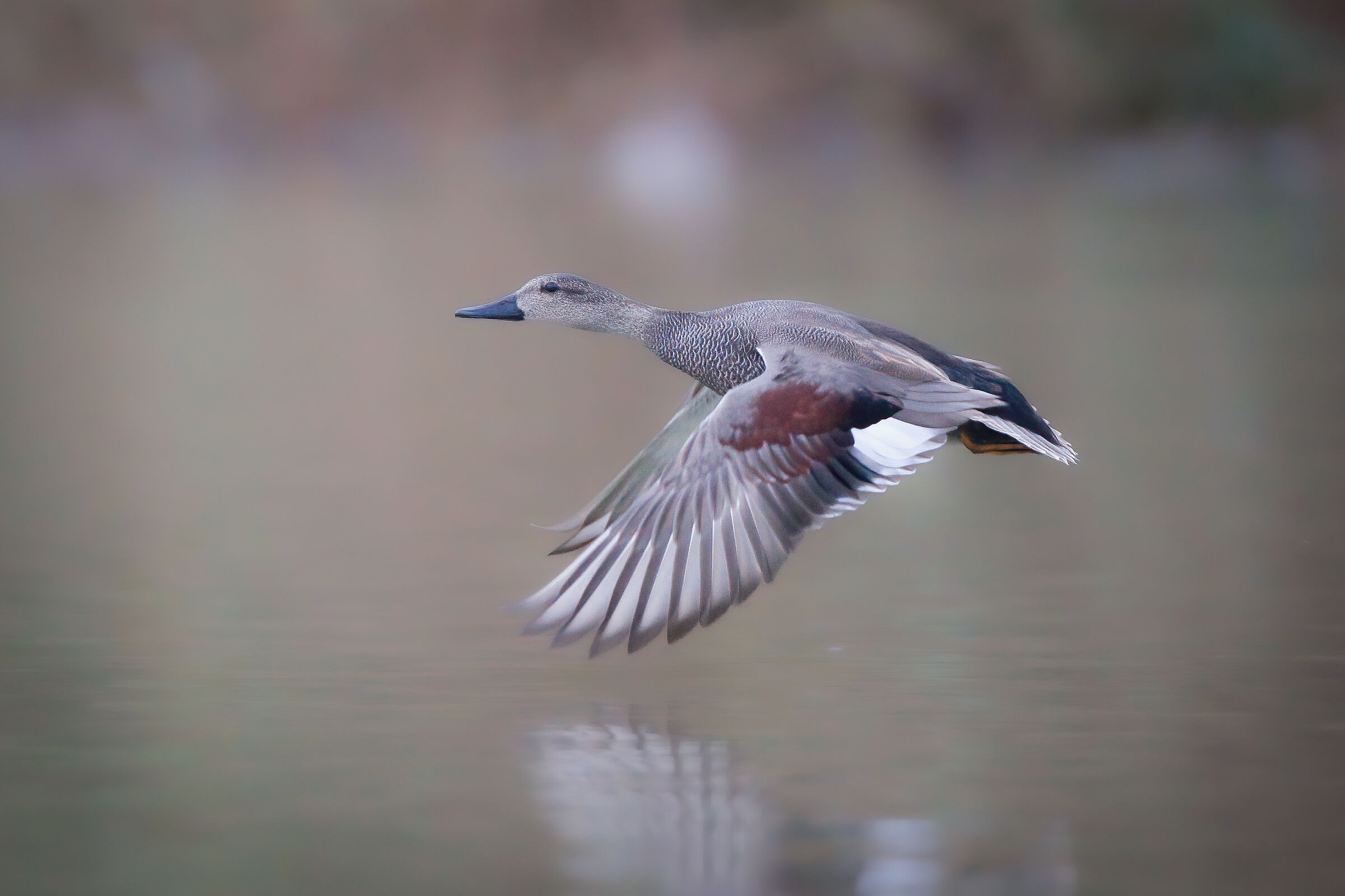 Gadwall in flight