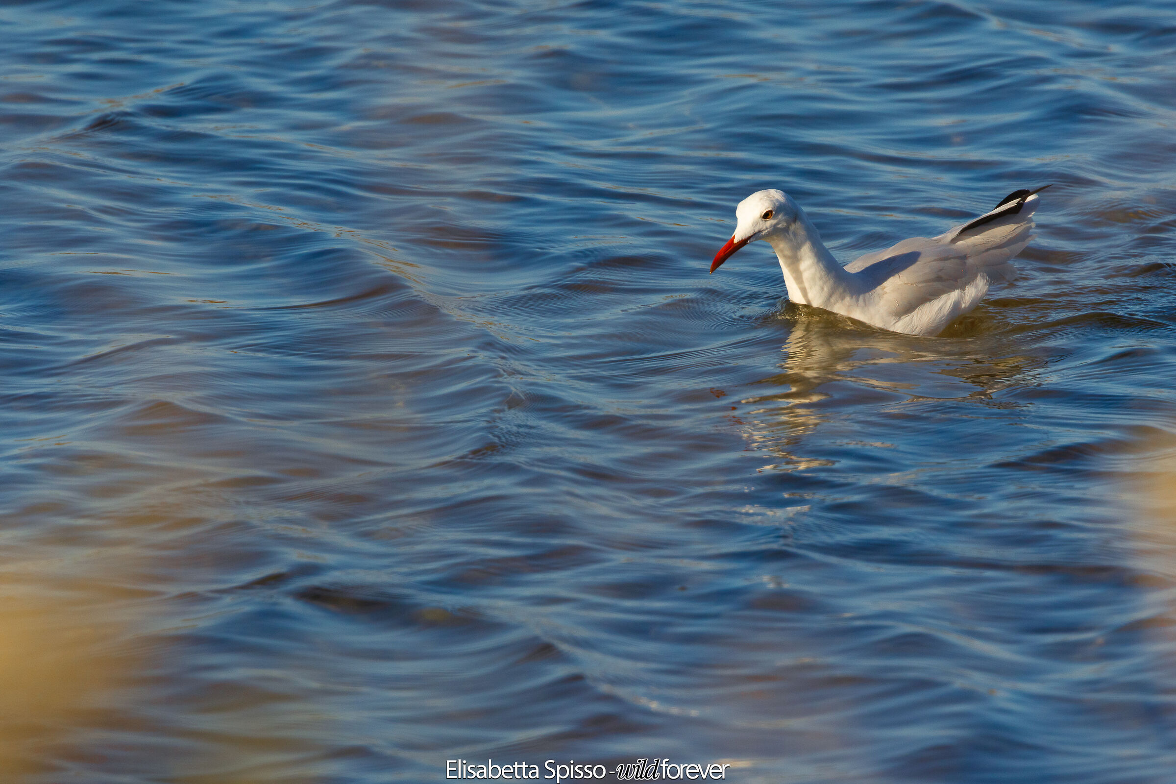 Rosy Seagull
