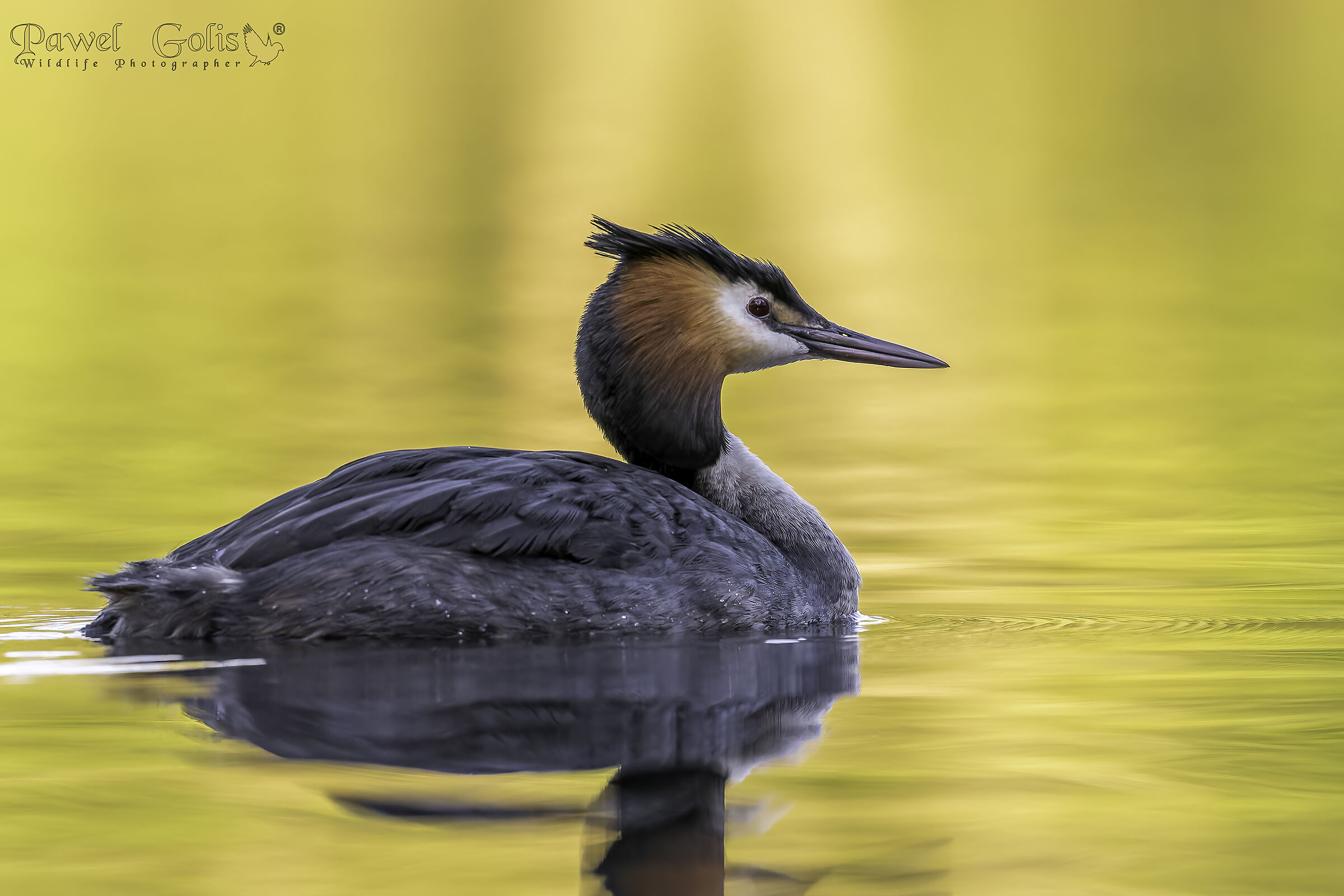 Svasso maggiore (Podiceps cristatus)