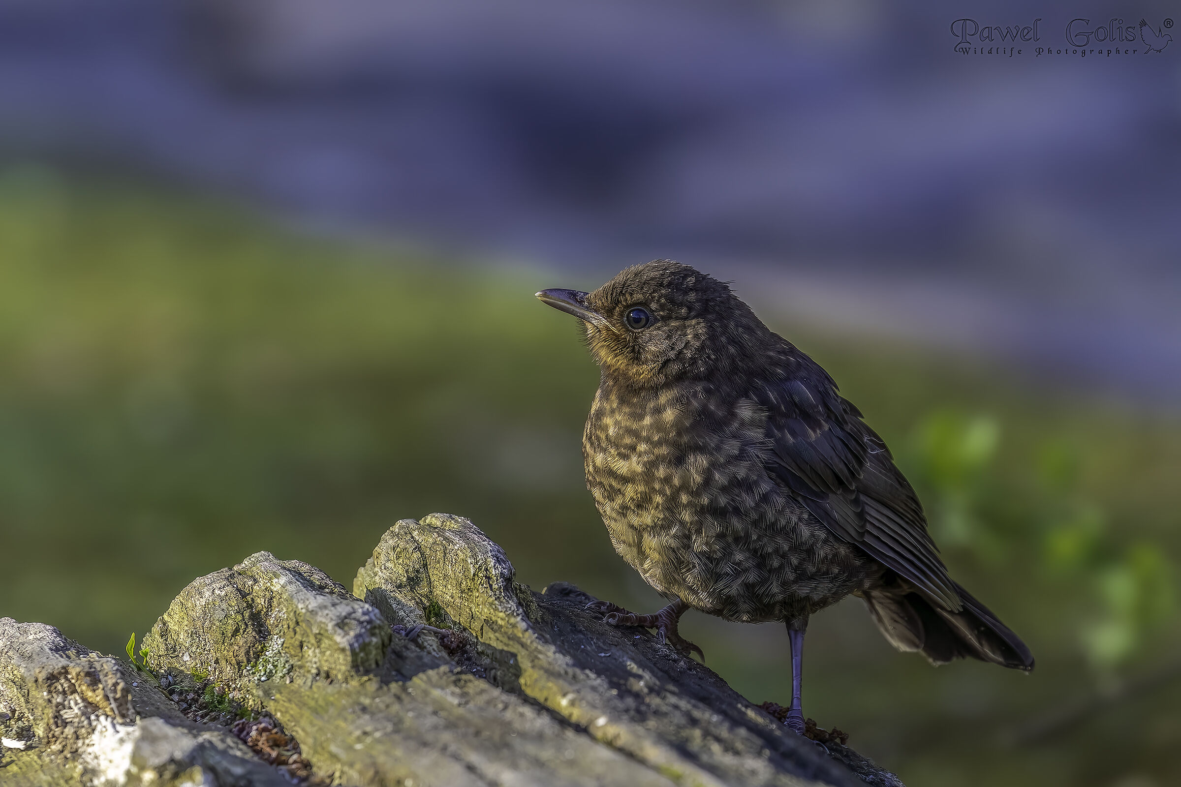 Merlo comune (Turdus merula)