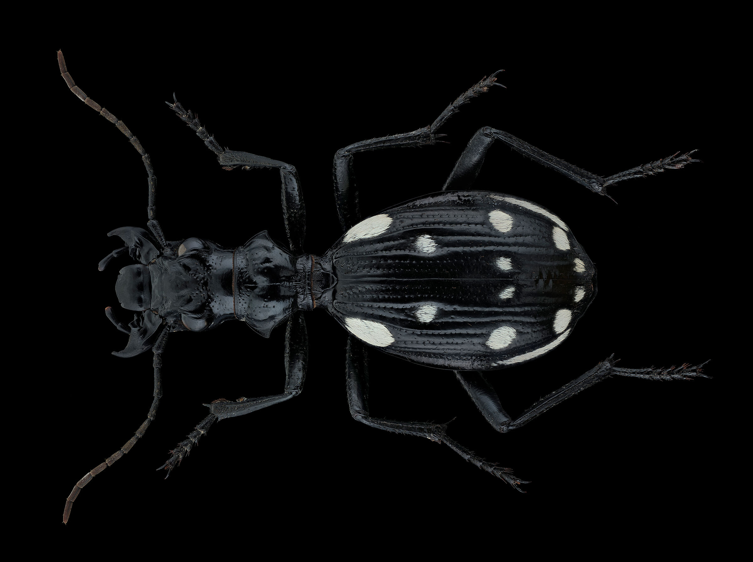 Anthia duodecimguttata