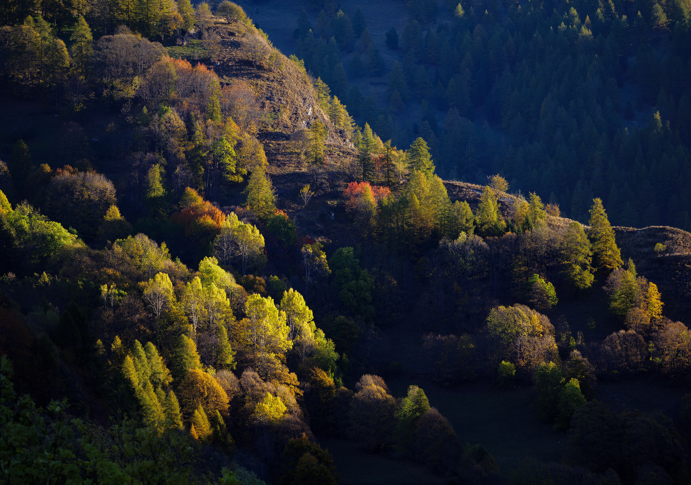 Foliage in Val Varaita.