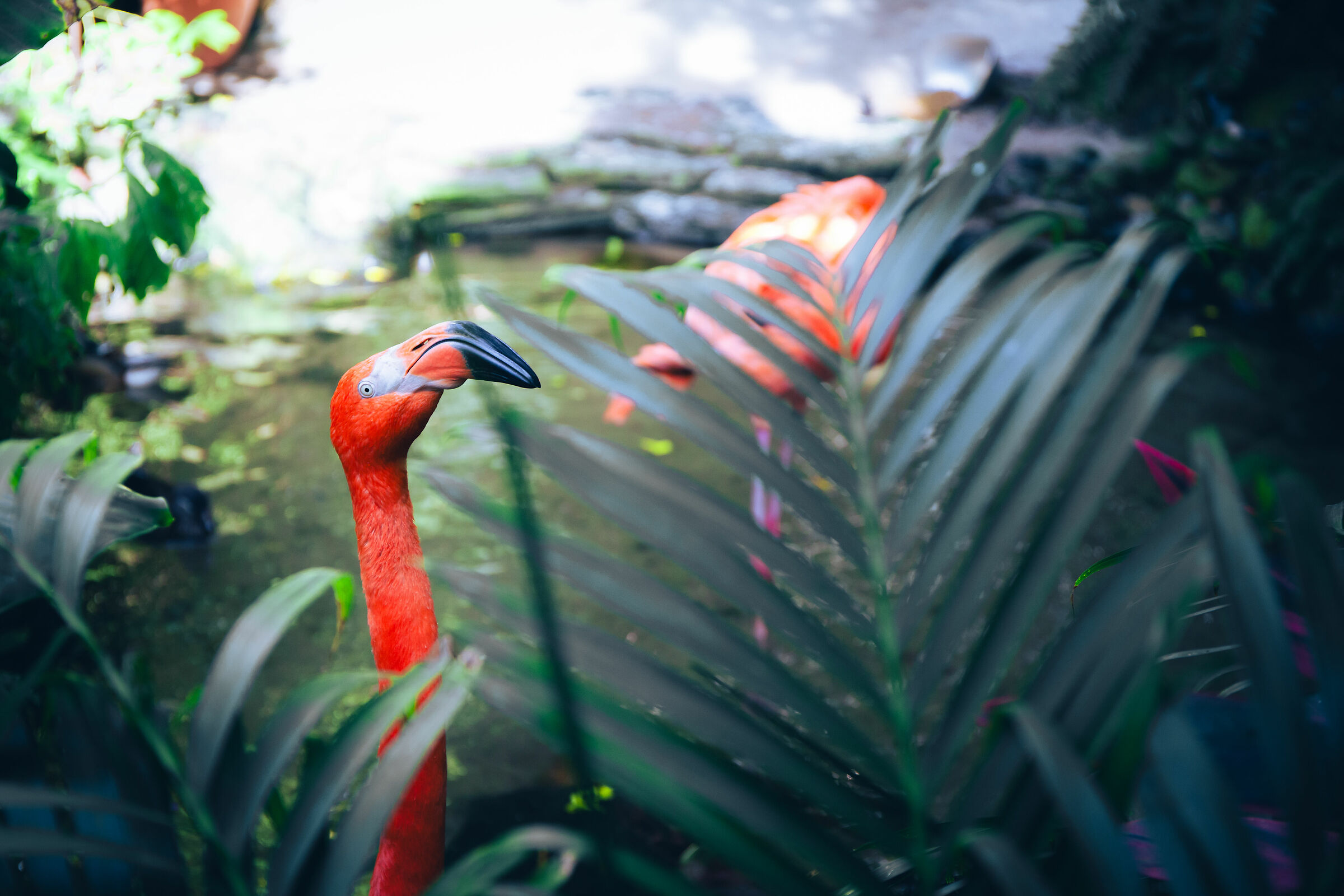 Flamingo (Fenicottero)