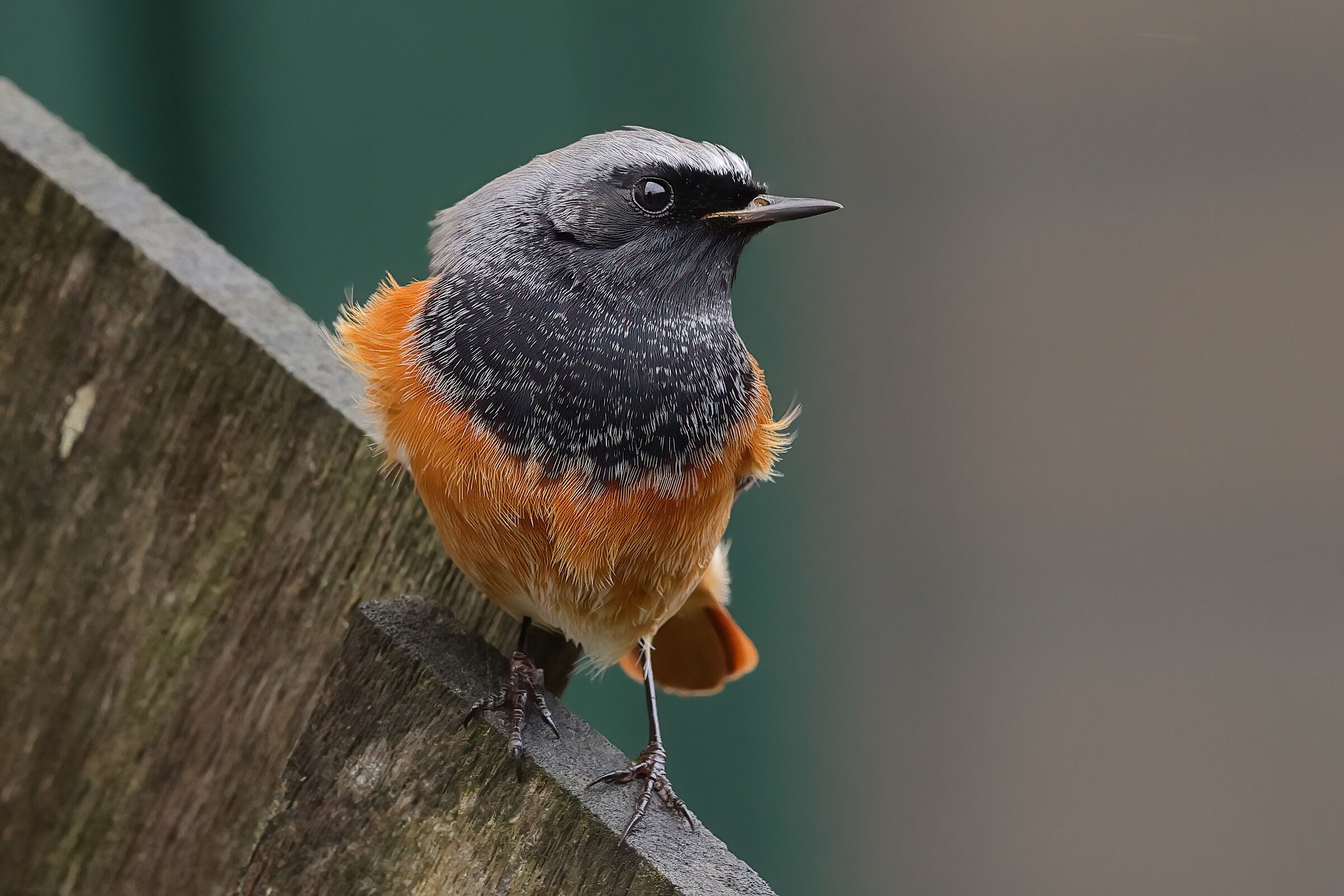 Redstart chimney sweep ssp. oriental