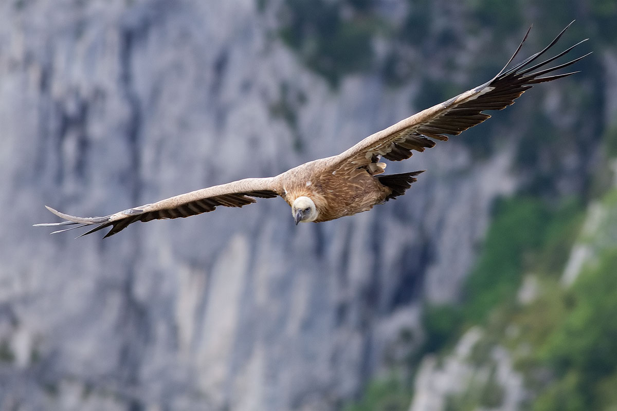 Grifone (Gorge du Verdon)