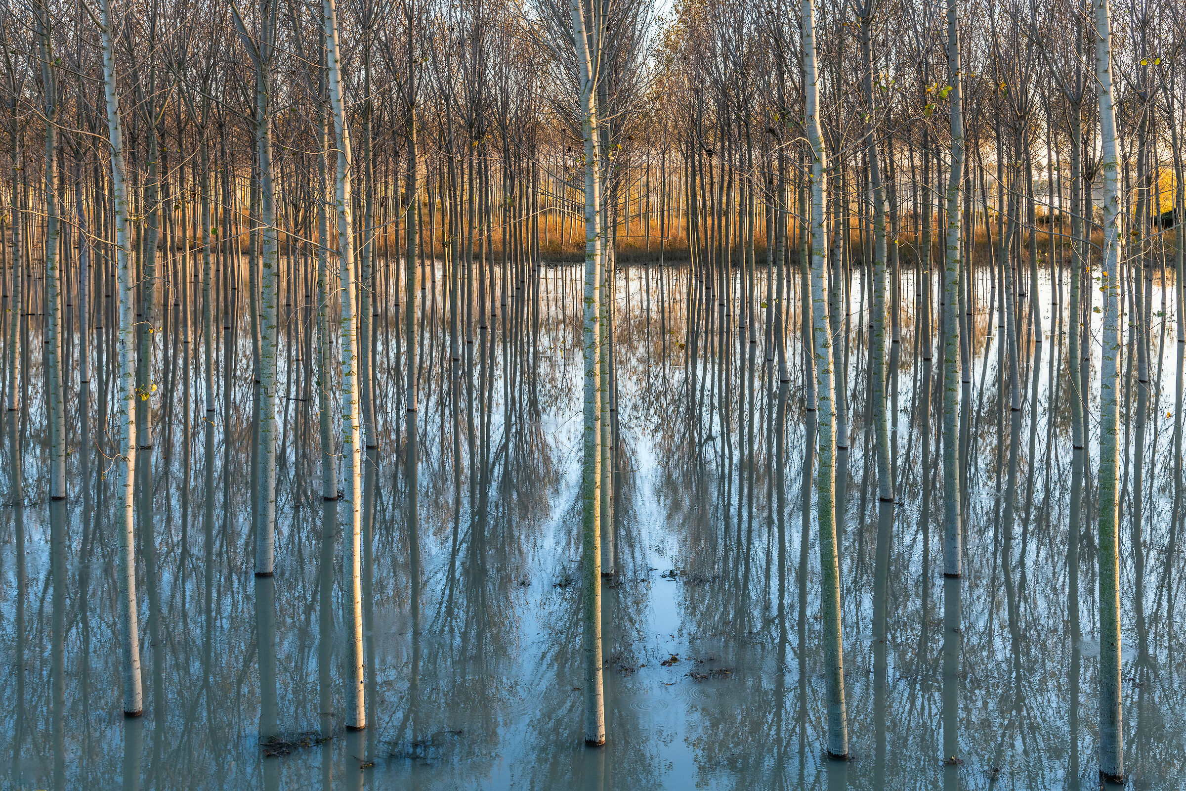 Autumn in the floodplain