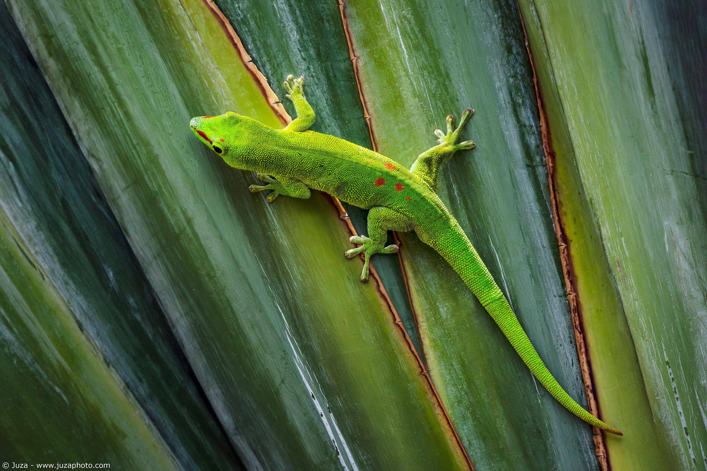 Madagascar giant day gecko (Phelsuma grandis)