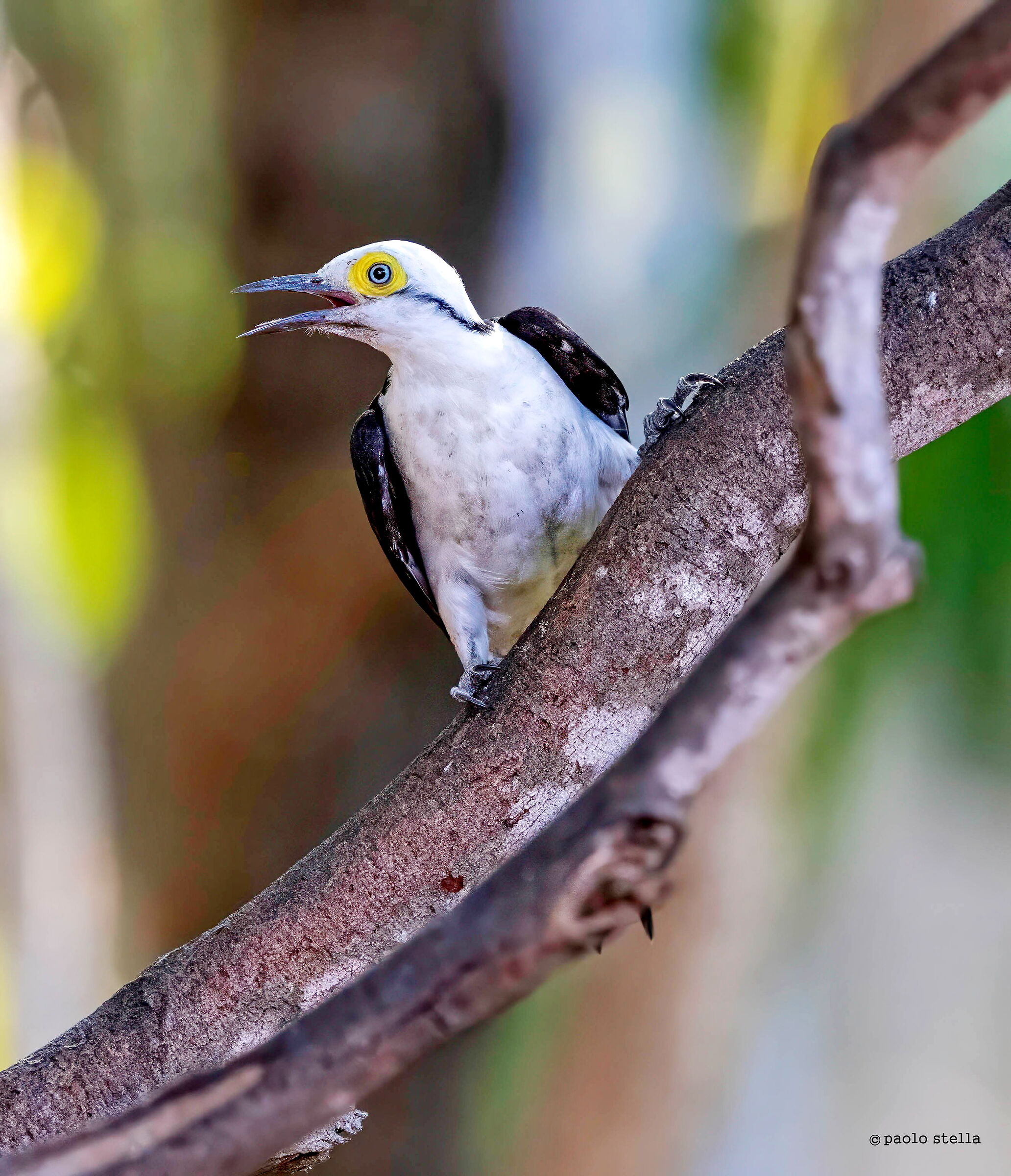 White woodpecker