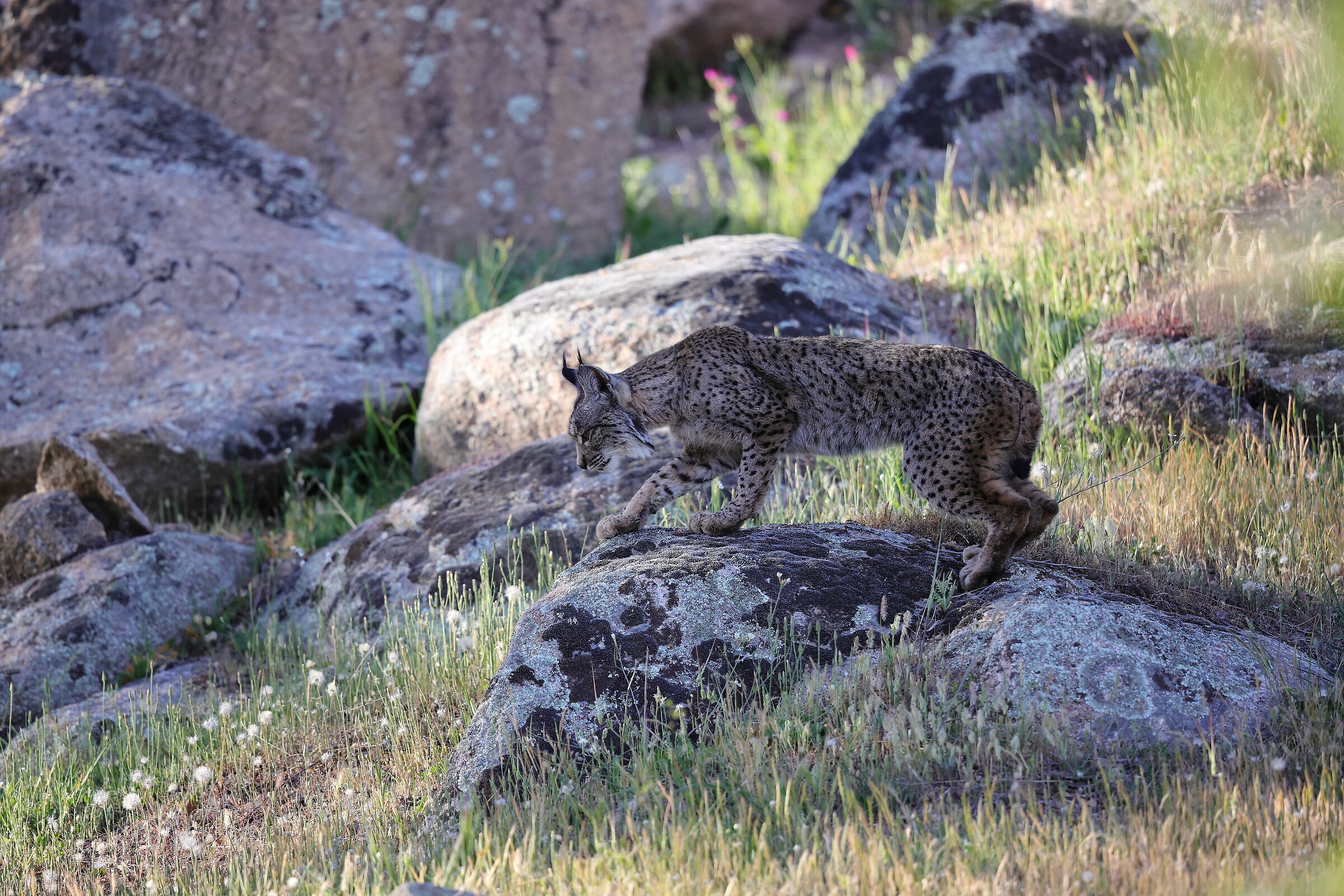 Iberian Lynx...