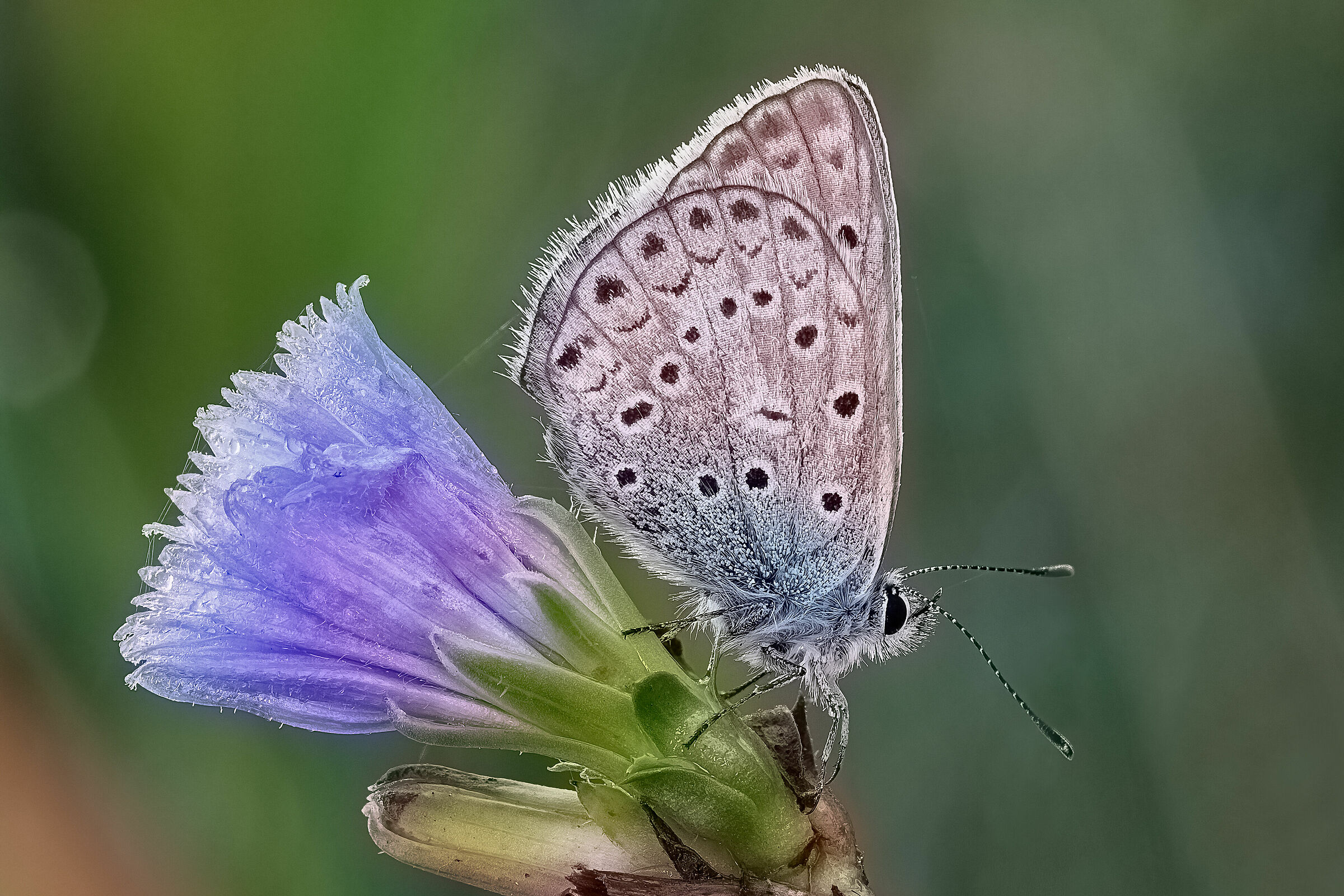Polyommatus icarus