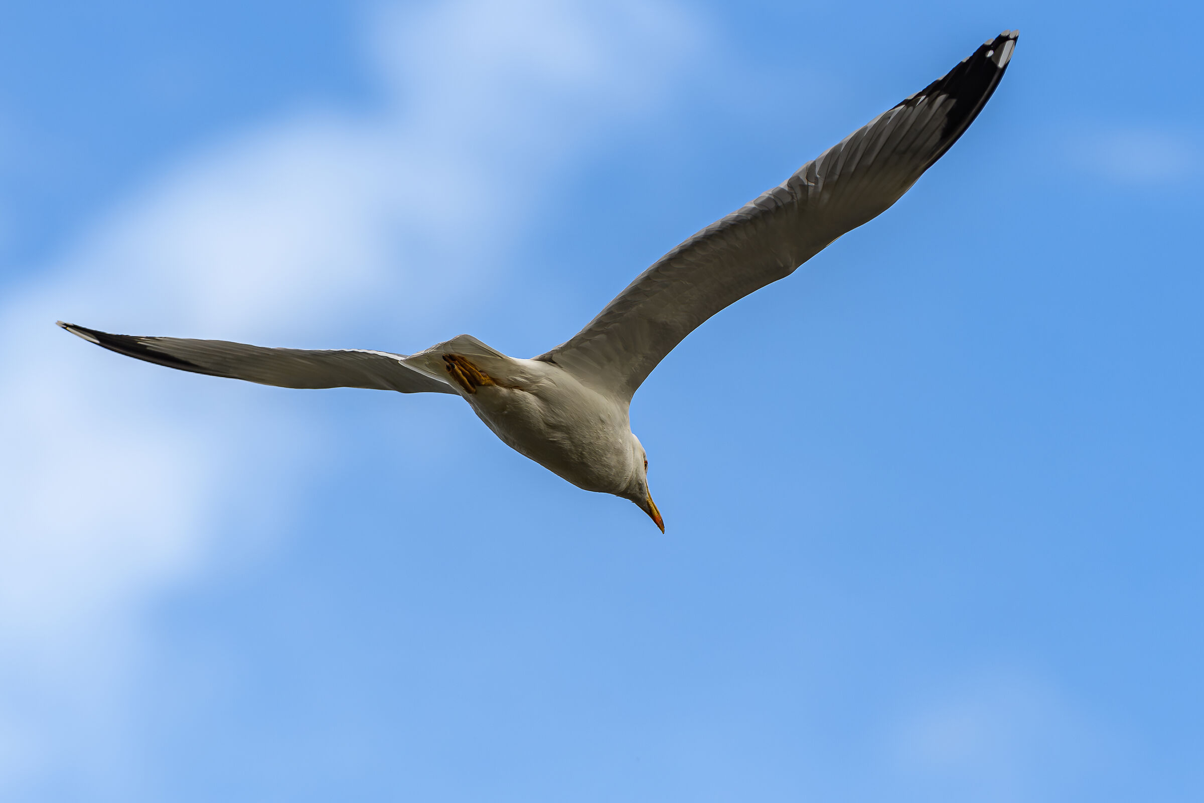 Gull