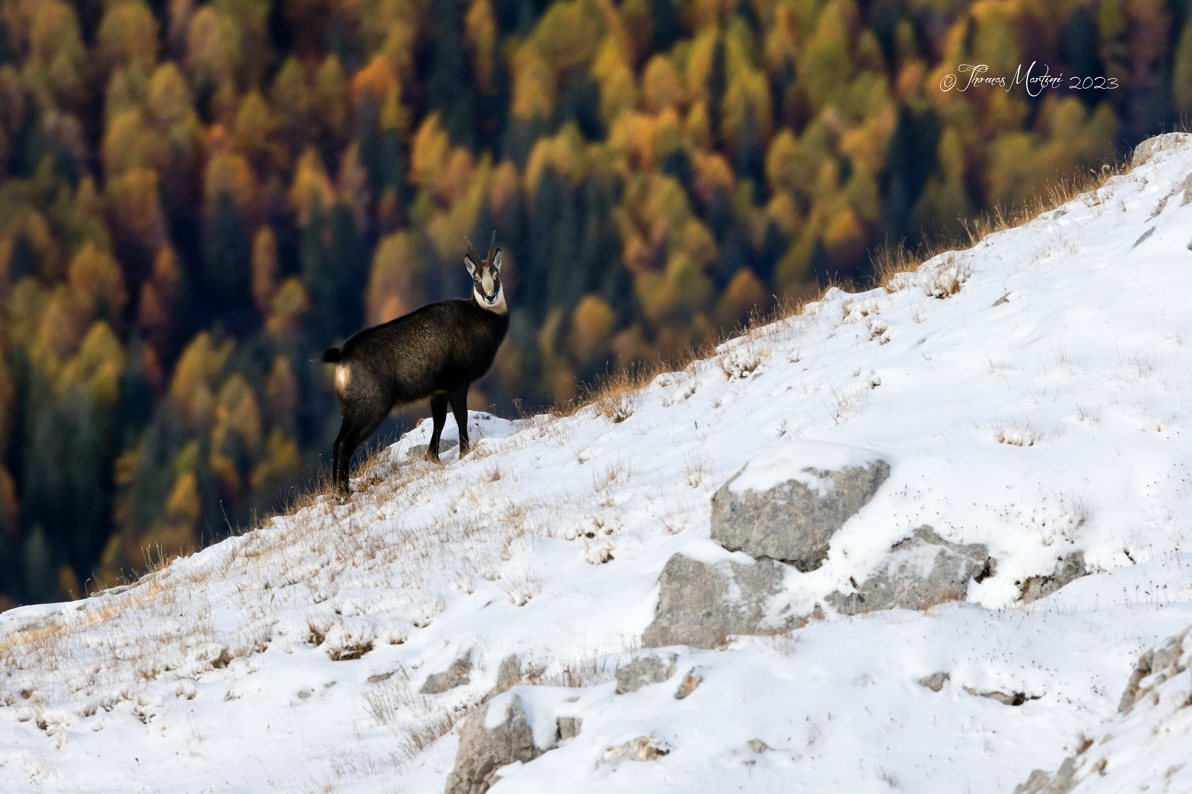 Camoscio autunno/inverno