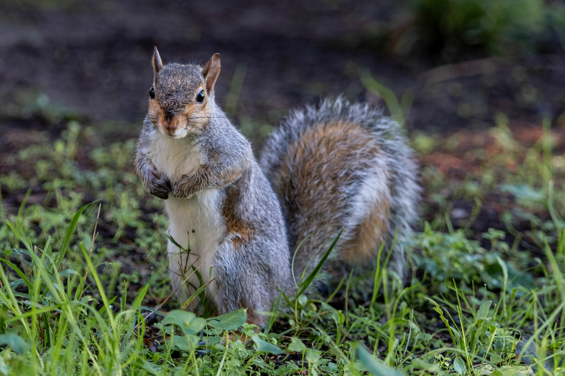 squirrel