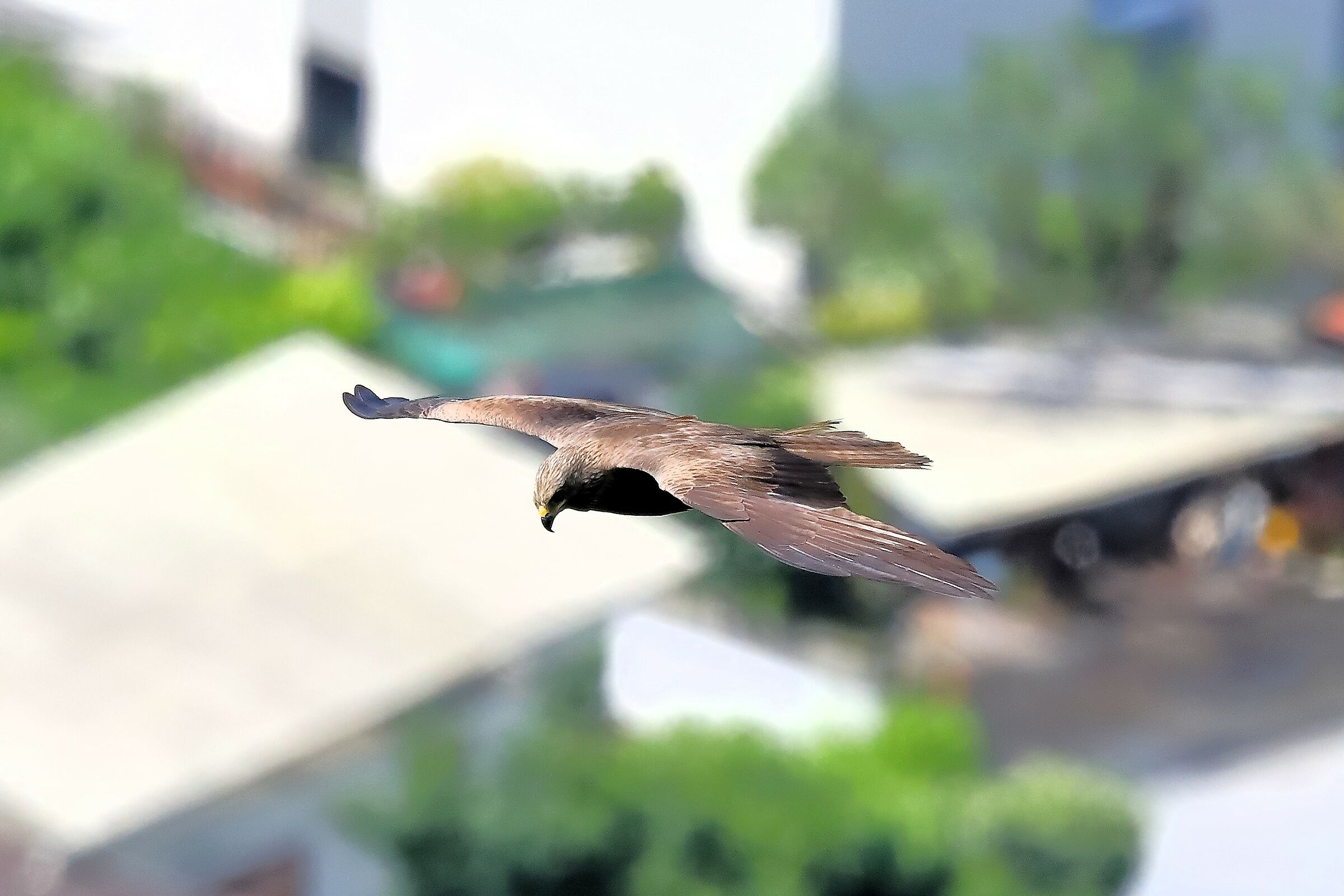 Black Kite 08-06-2023