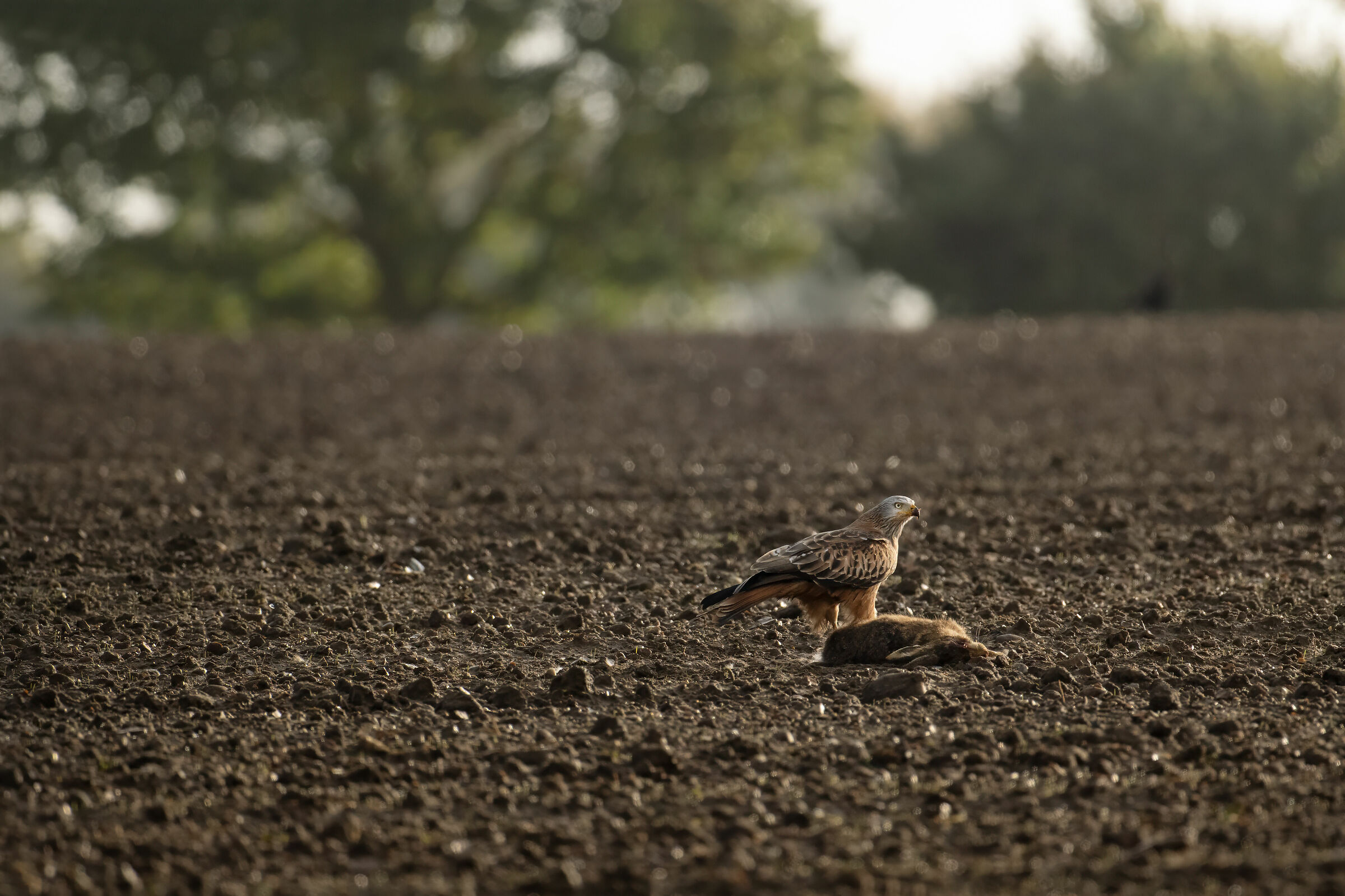 Red kite (Milvus milvus)