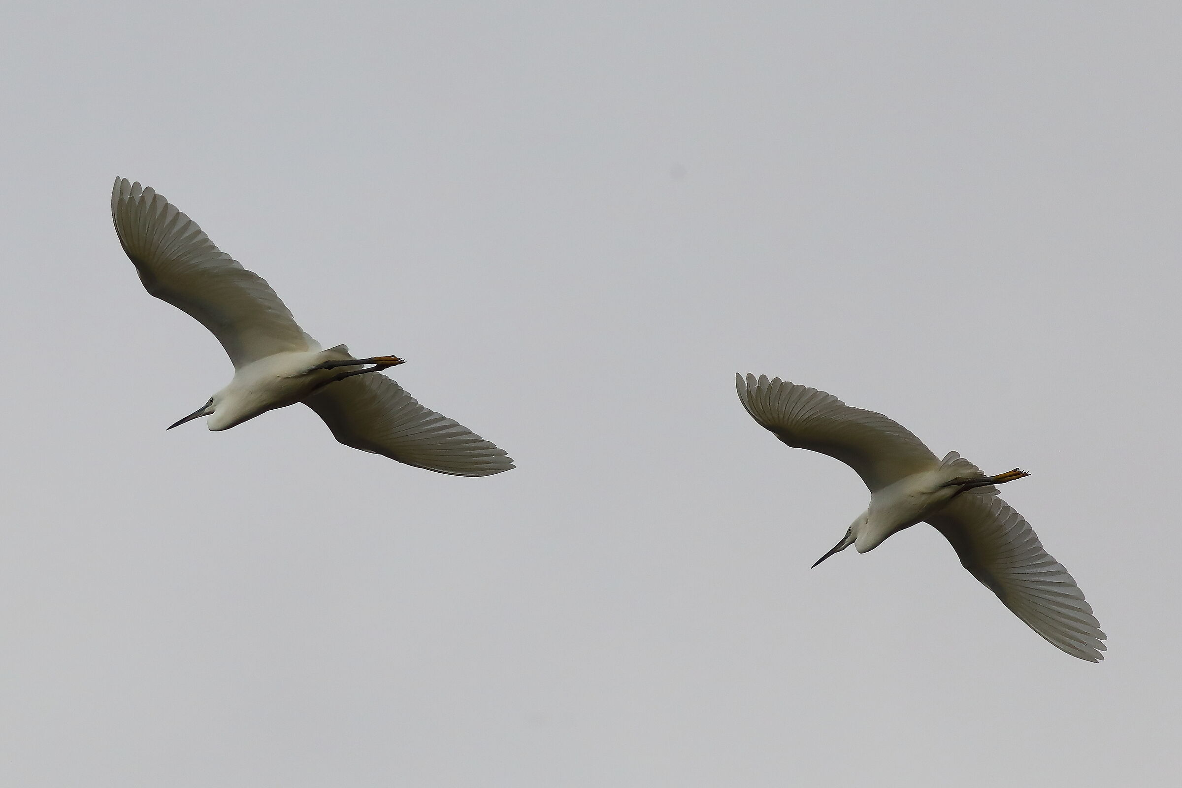 Egrets 17-09-2023