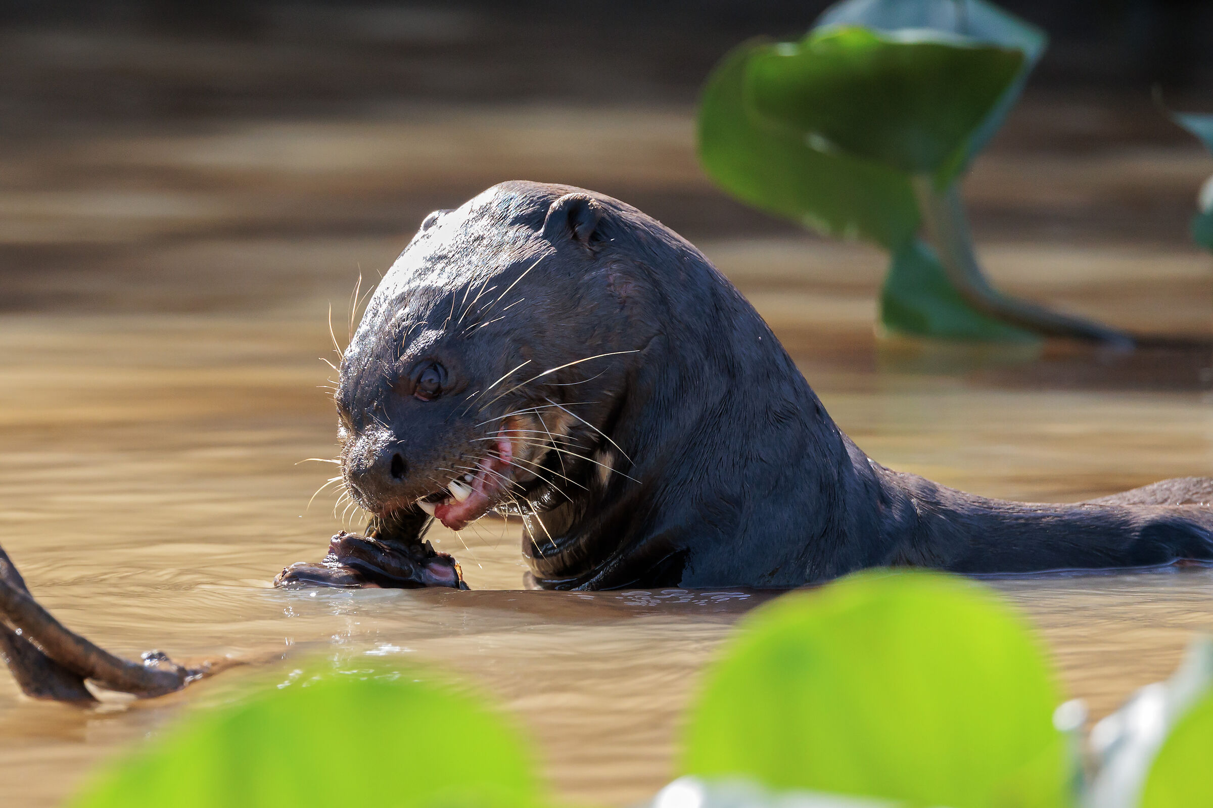 Giant otter