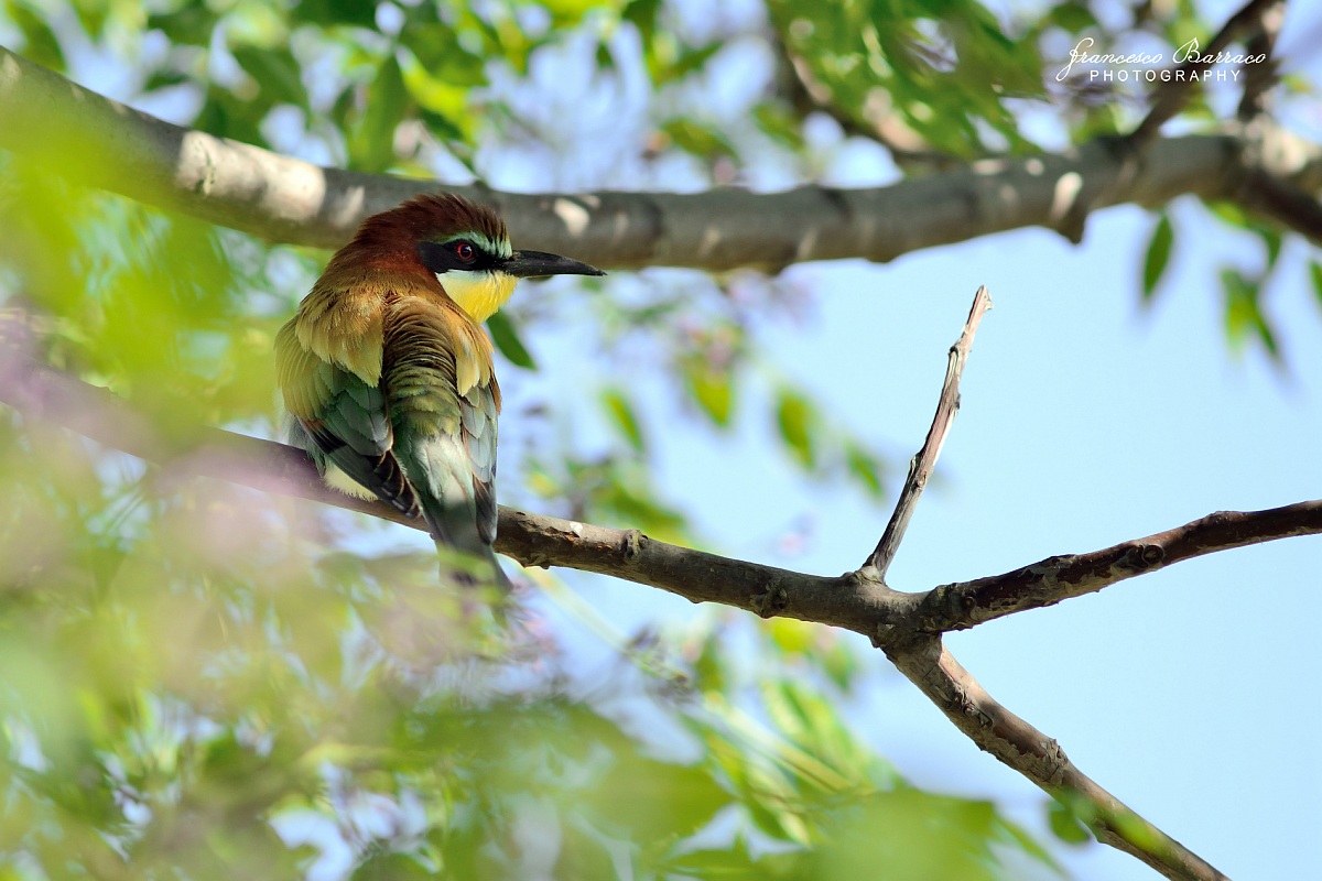 Bee-eater