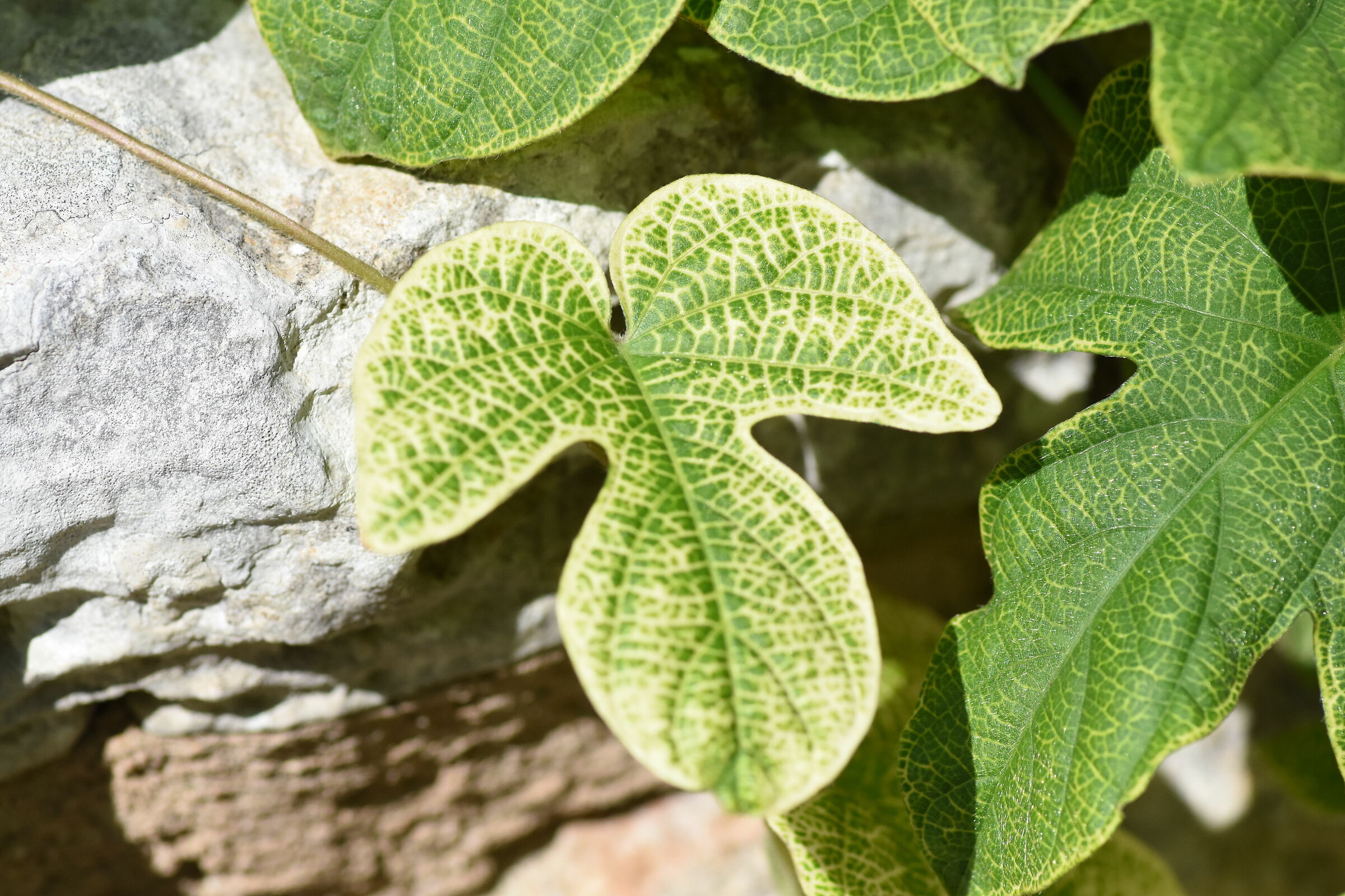 " 1/ 8 Mila ", Tokina 100 F. 2.8 Atx-i - Nikon D 7...