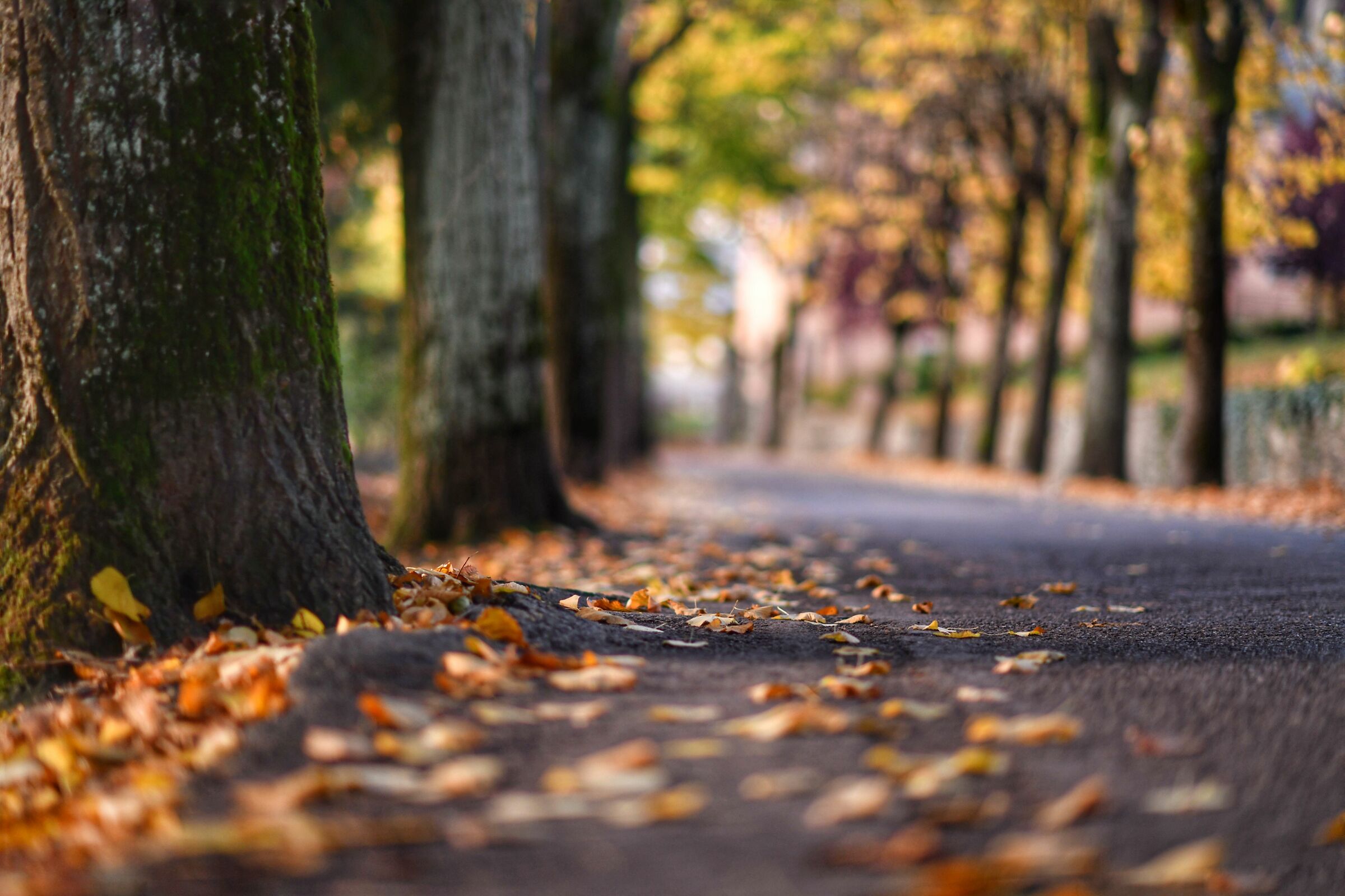 Tree-lined avenue..
