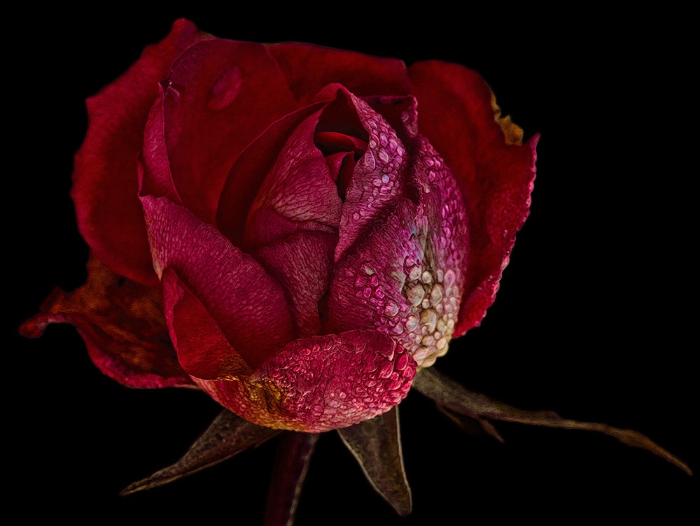 L'ultima rosa invernale