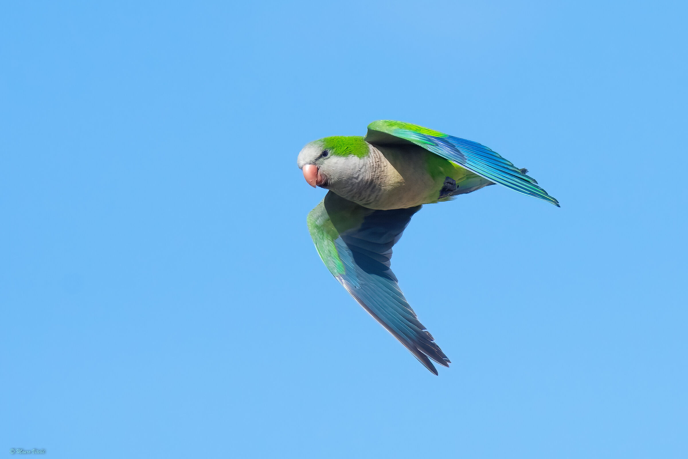 Monk Parakeet