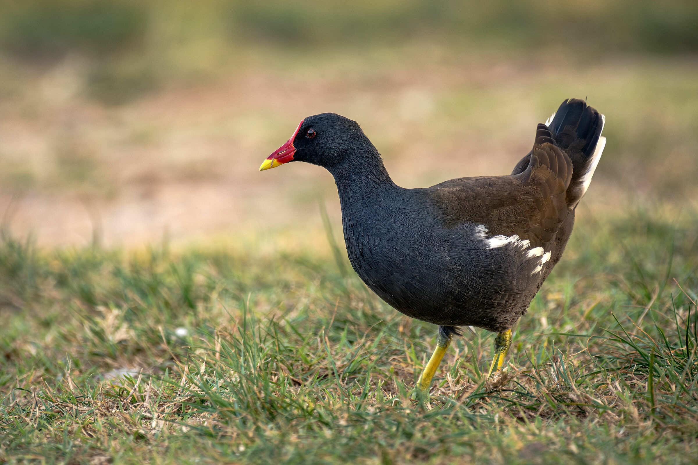 Moorhen
