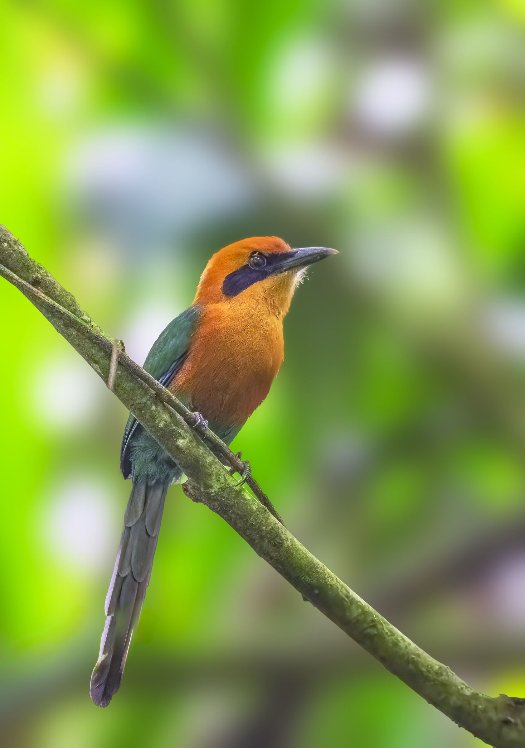motmot roufous